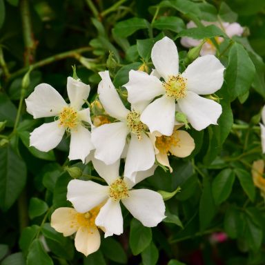 Picture of Climbing Rose Wedding Day