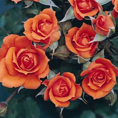 Picture of Patio Rose Wildfire