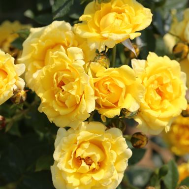 Picture of Patio Rose Yellow Patio