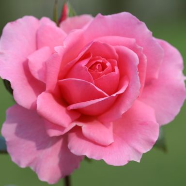 Picture of Bush Rose Youre Beautiful