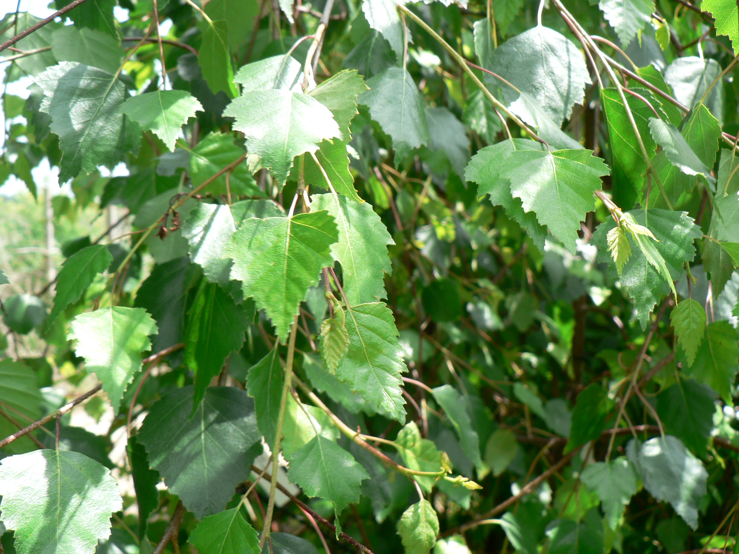 Picture of Betula pendula Youngii
