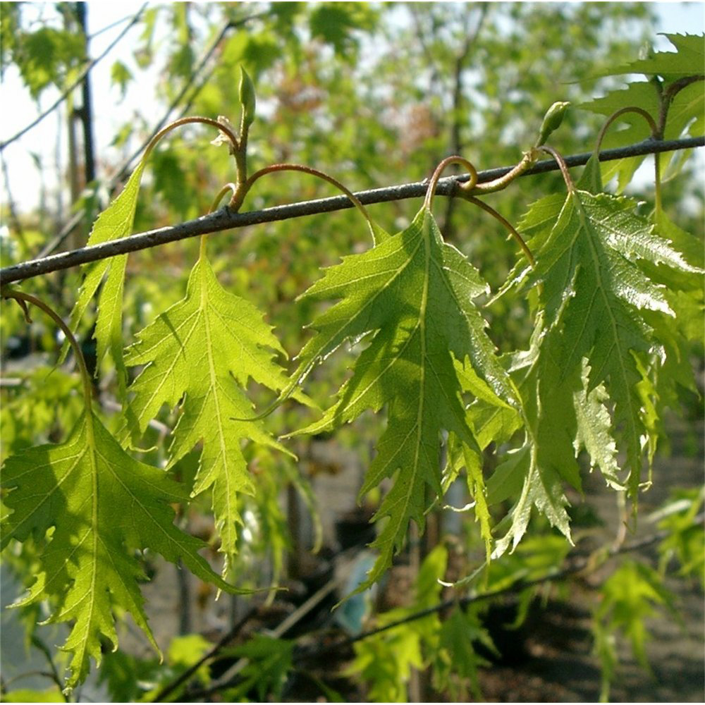 Picture of Betula pendula Dalecarlica