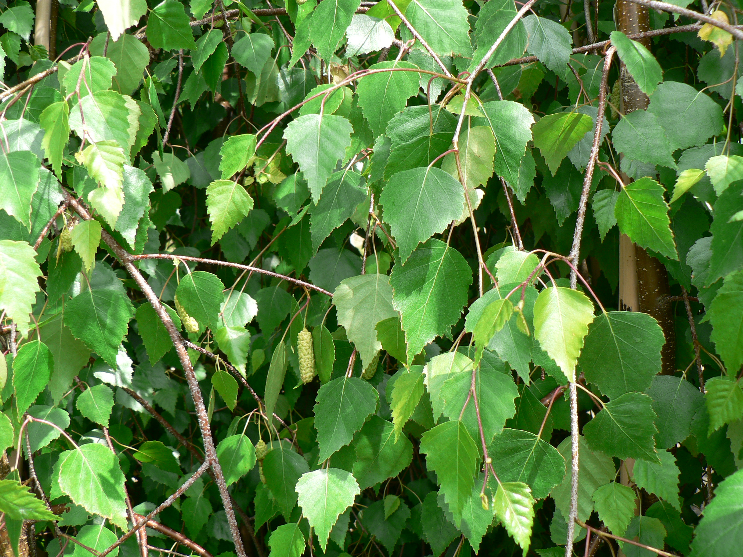 Picture of Betula utilis var  jacquemontii