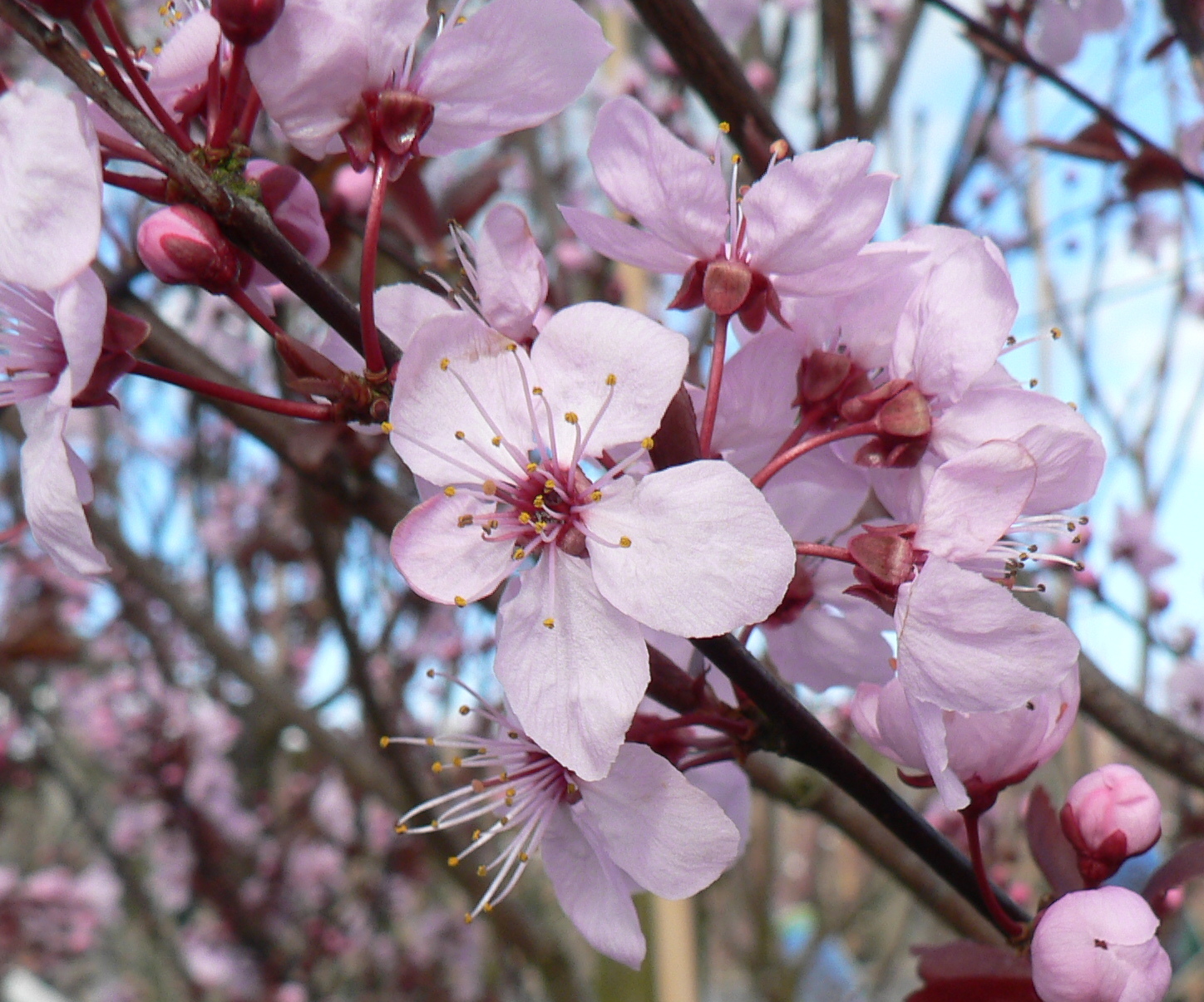 Picture of Prunus cerasifera pissardii Nigra