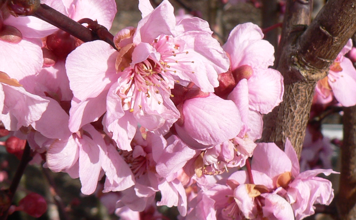 Picture of Prunus x blireana