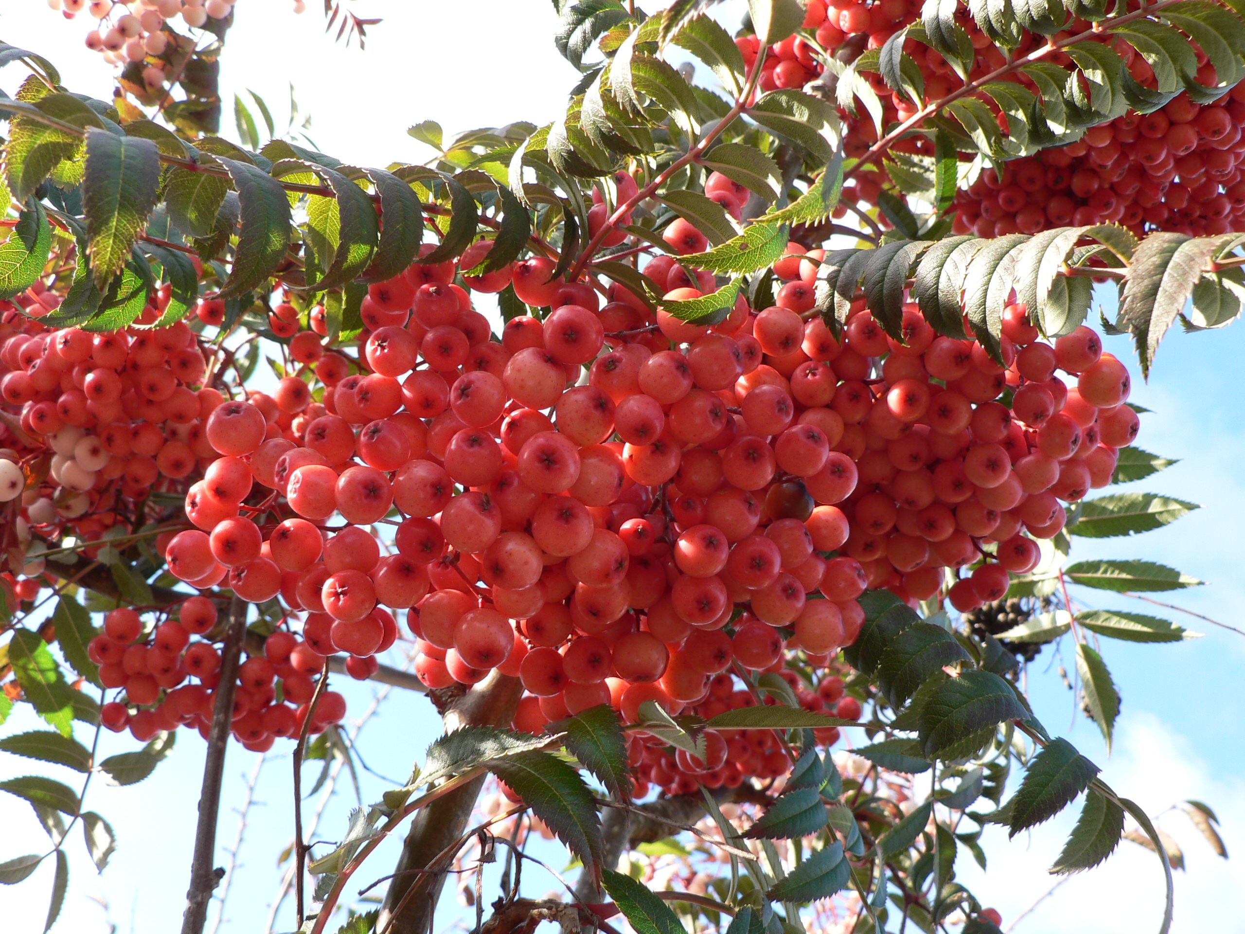 Picture of Sorbus vilmorinii