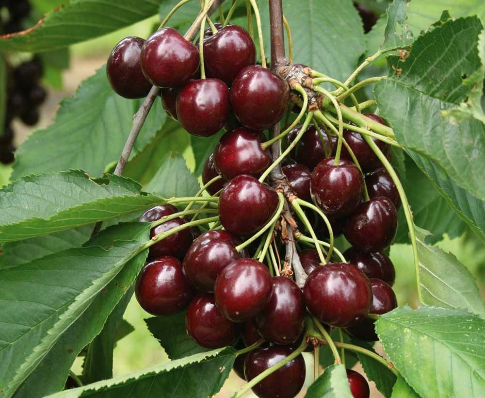 Picture of Cherry Sunburst on Colt