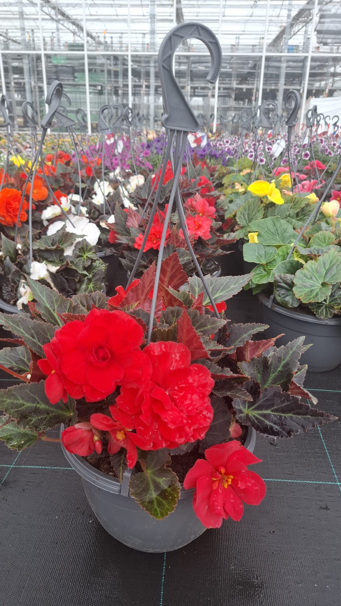 Picture of Begonia Hanging Basket