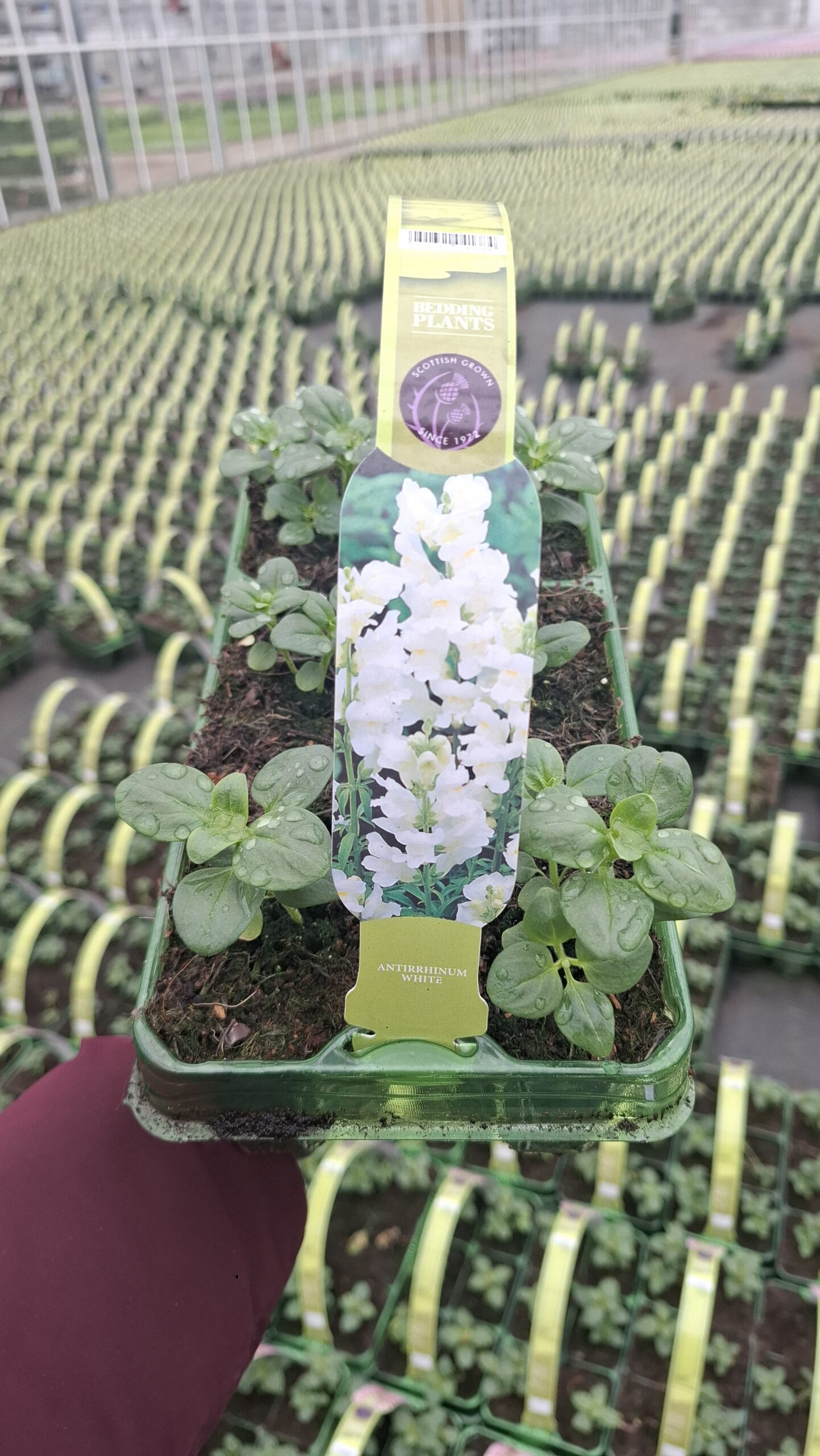 Picture of Antirrhinum White