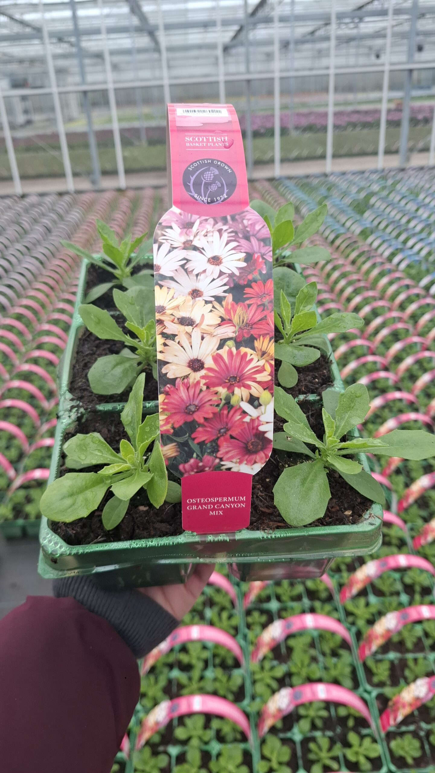 Picture of Osteospermum Grand Canyon Mix