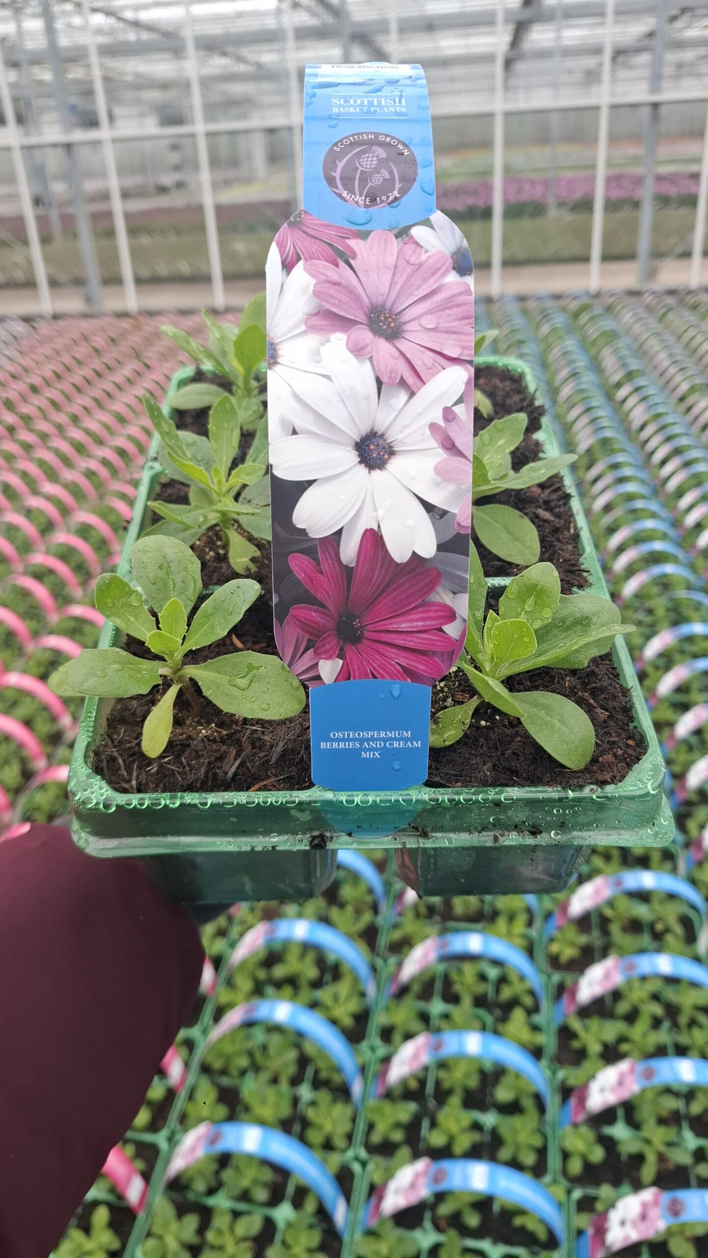 Picture of Osteospermum Berries and Cream Mix