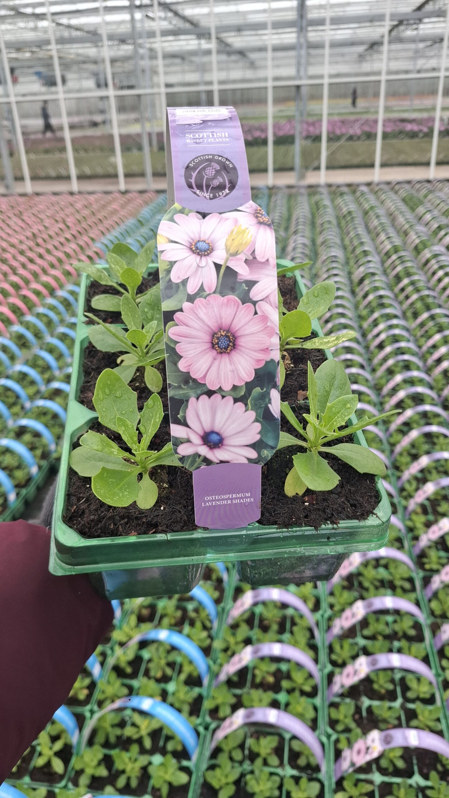 Picture of Osteospermum Lavender Shades
