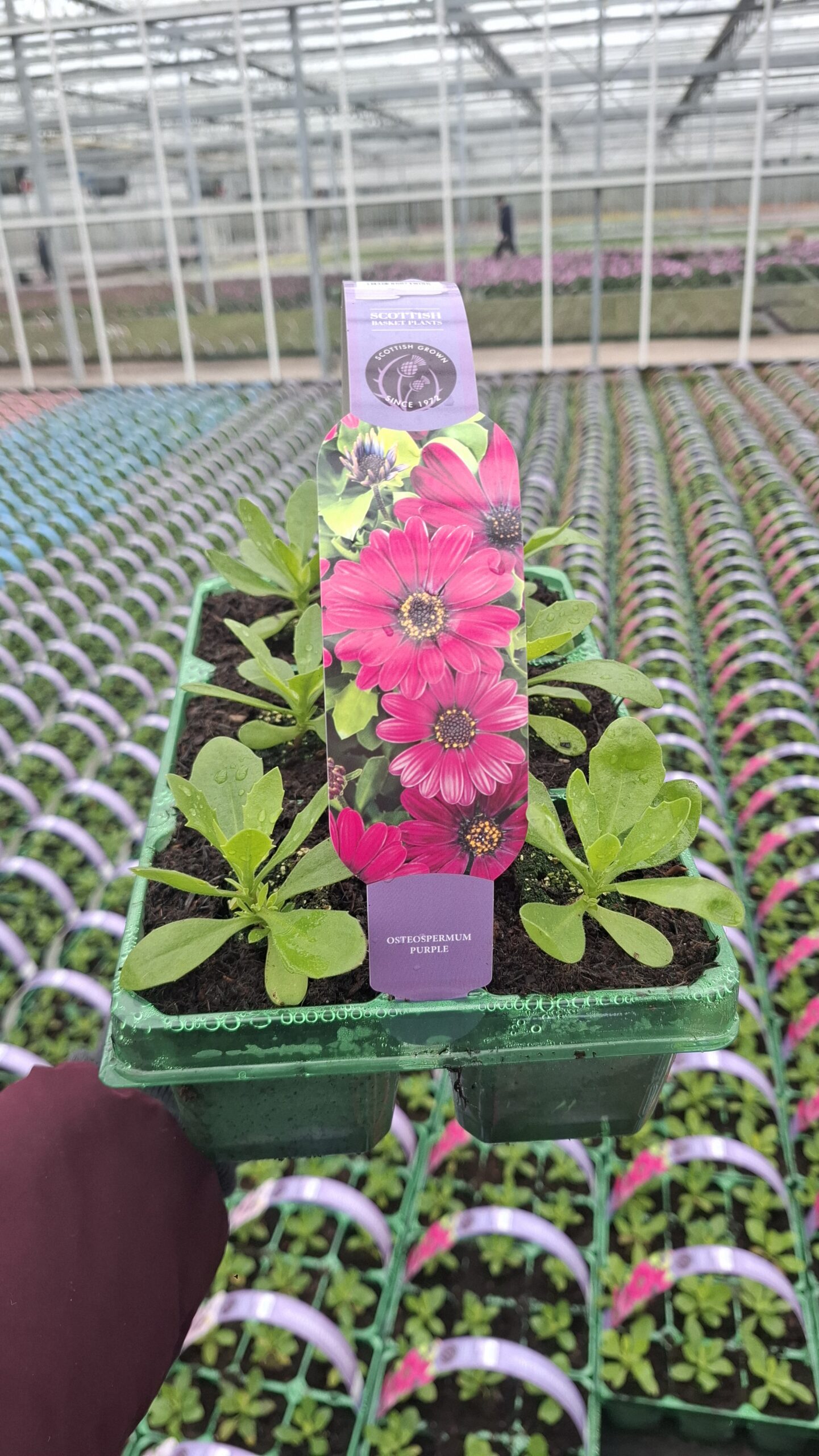 Picture of Osteospermum Purple