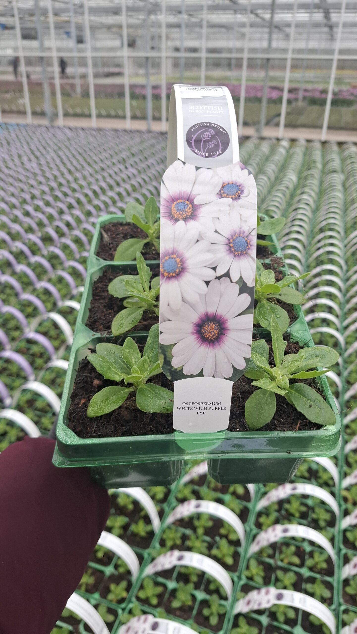 Picture of Osteospermum White with Purple Eye