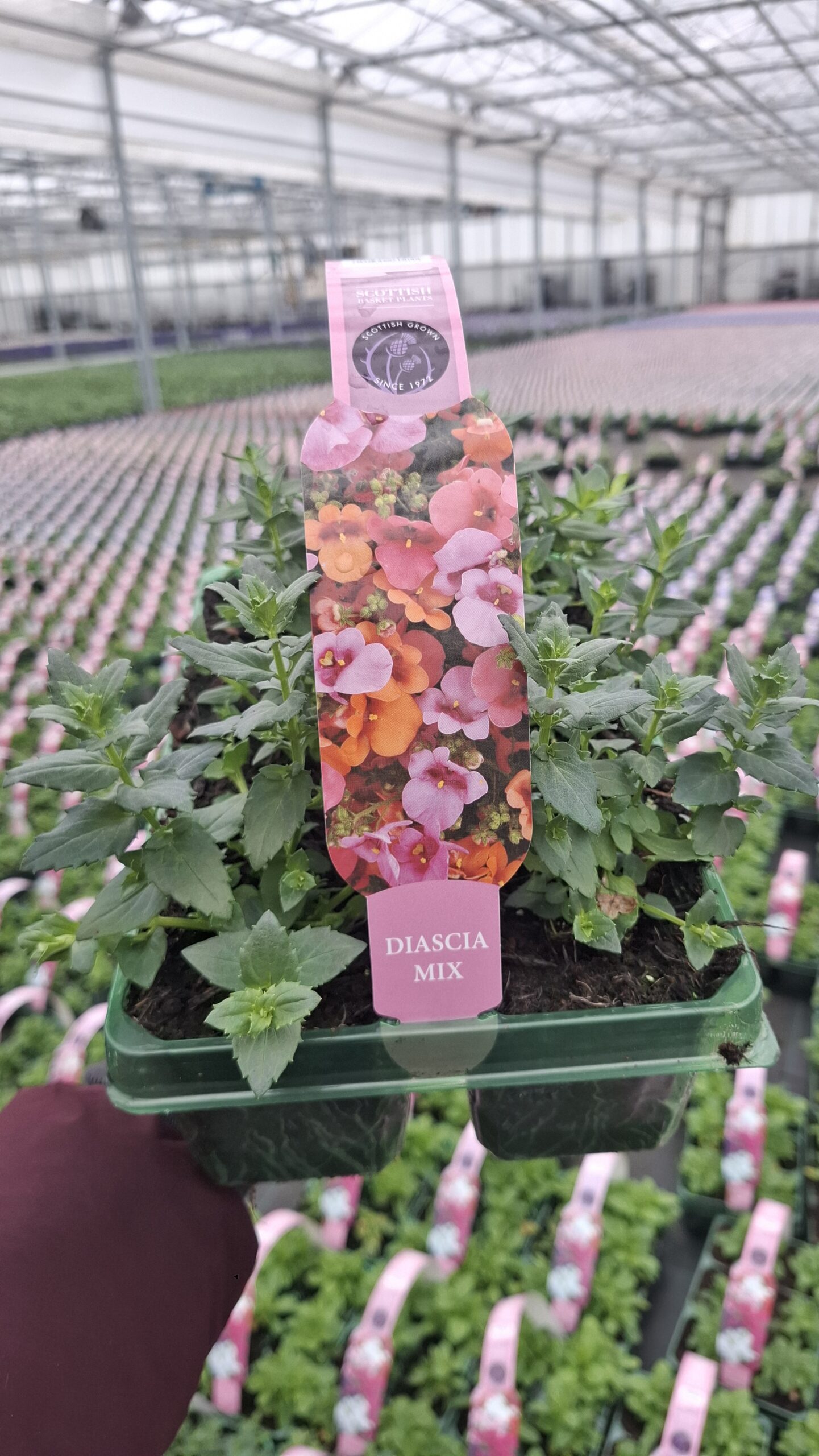 Picture of Diascia Mix