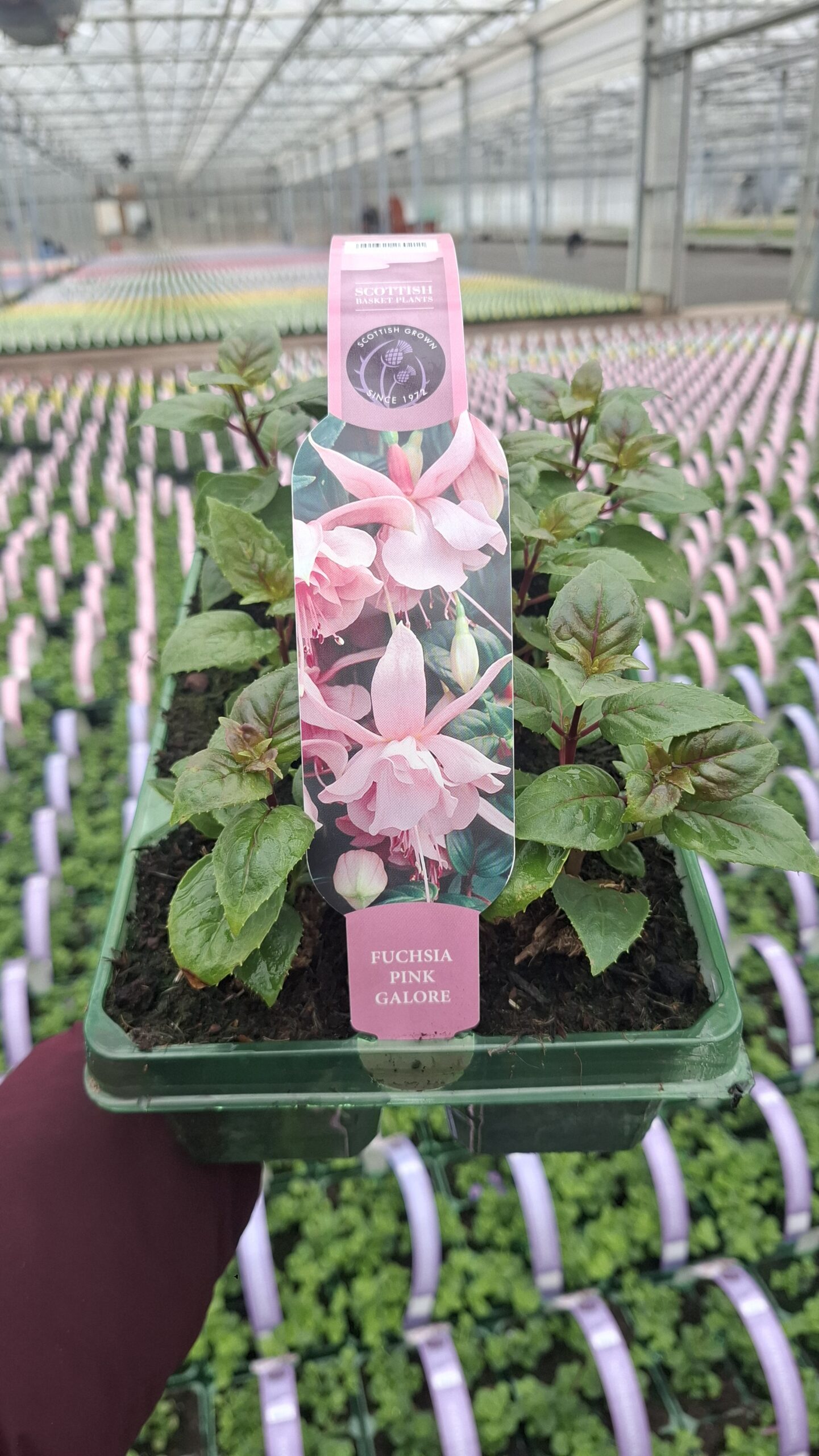 Picture of Fuchsia Pink Galore