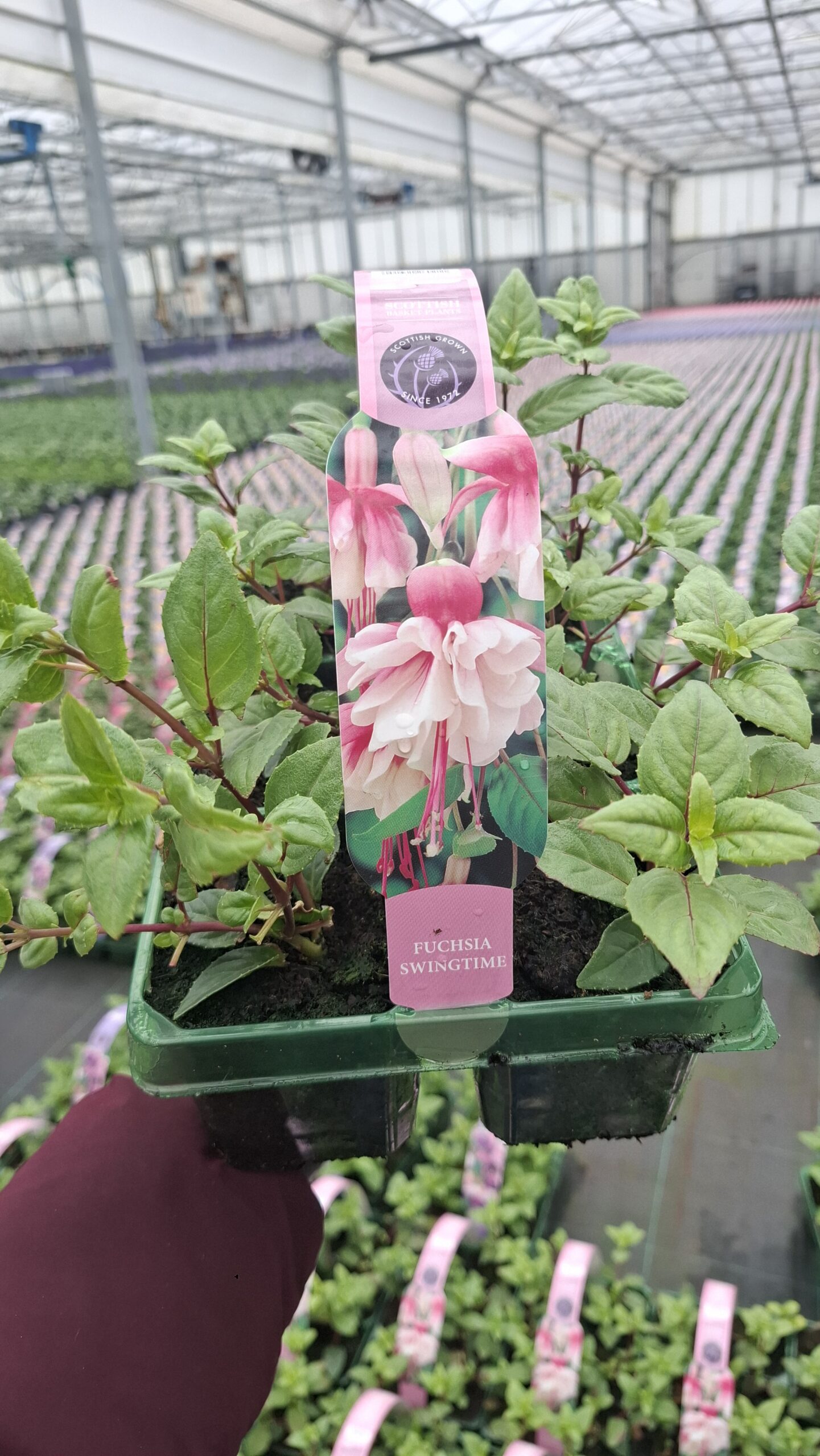 Picture of Fuchsia Swingtime