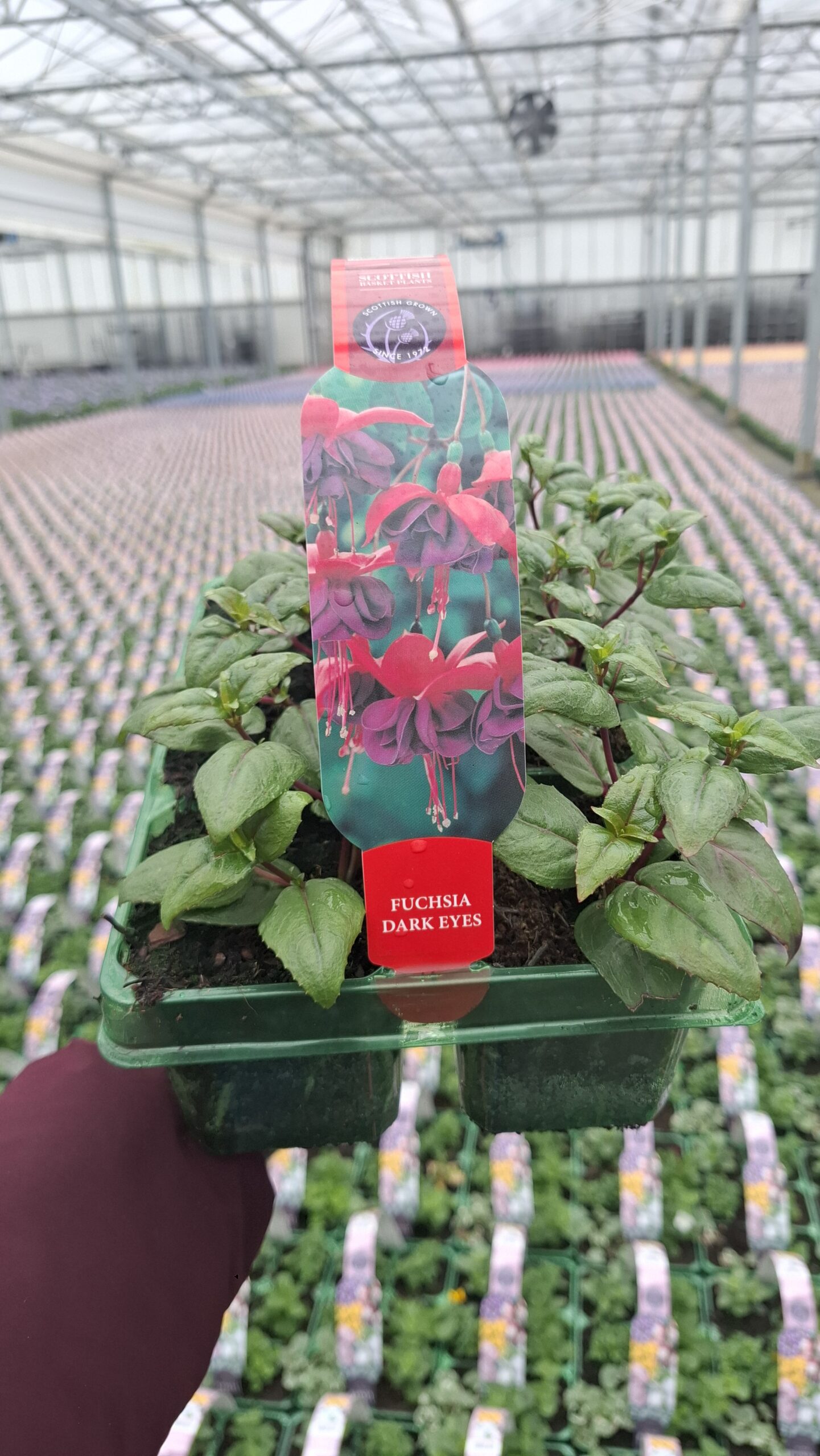 Picture of Fuchsia Dark Eyes