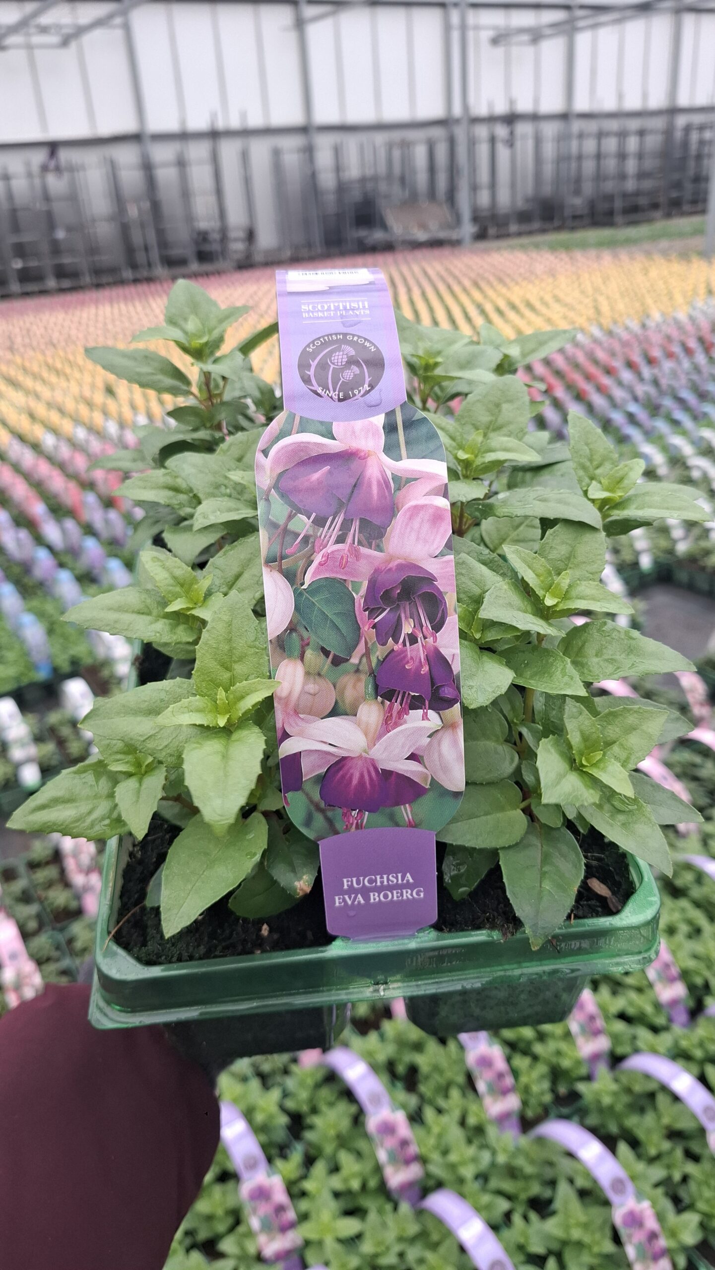 Picture of Fuchsia Eva Boerg