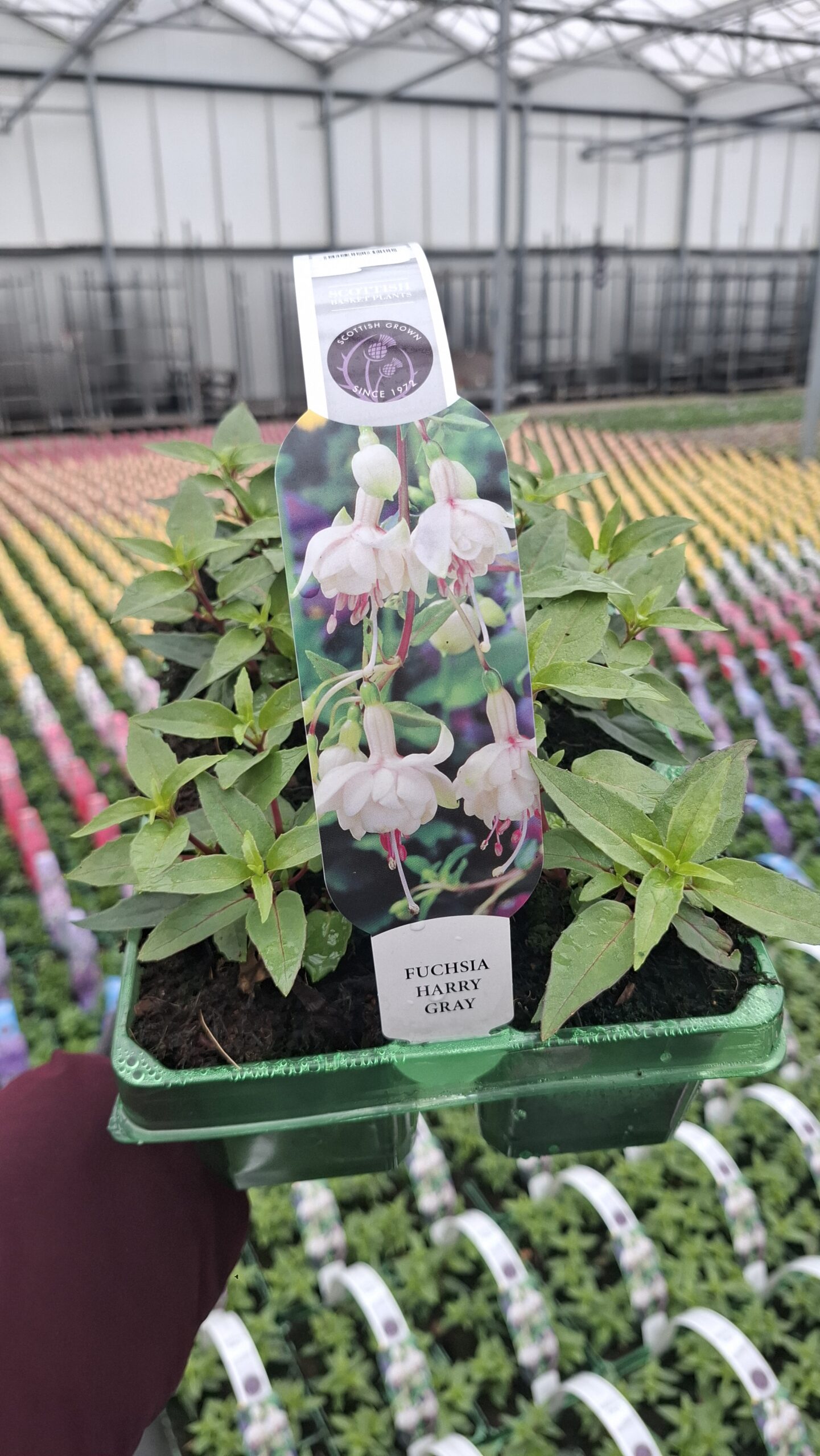 Picture of Fuchsia Harry Gray