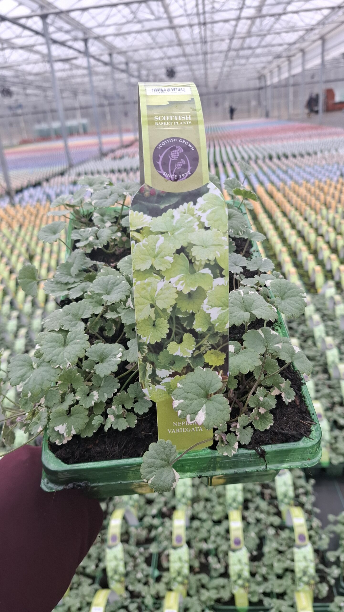 Picture of Nepeta Variegata