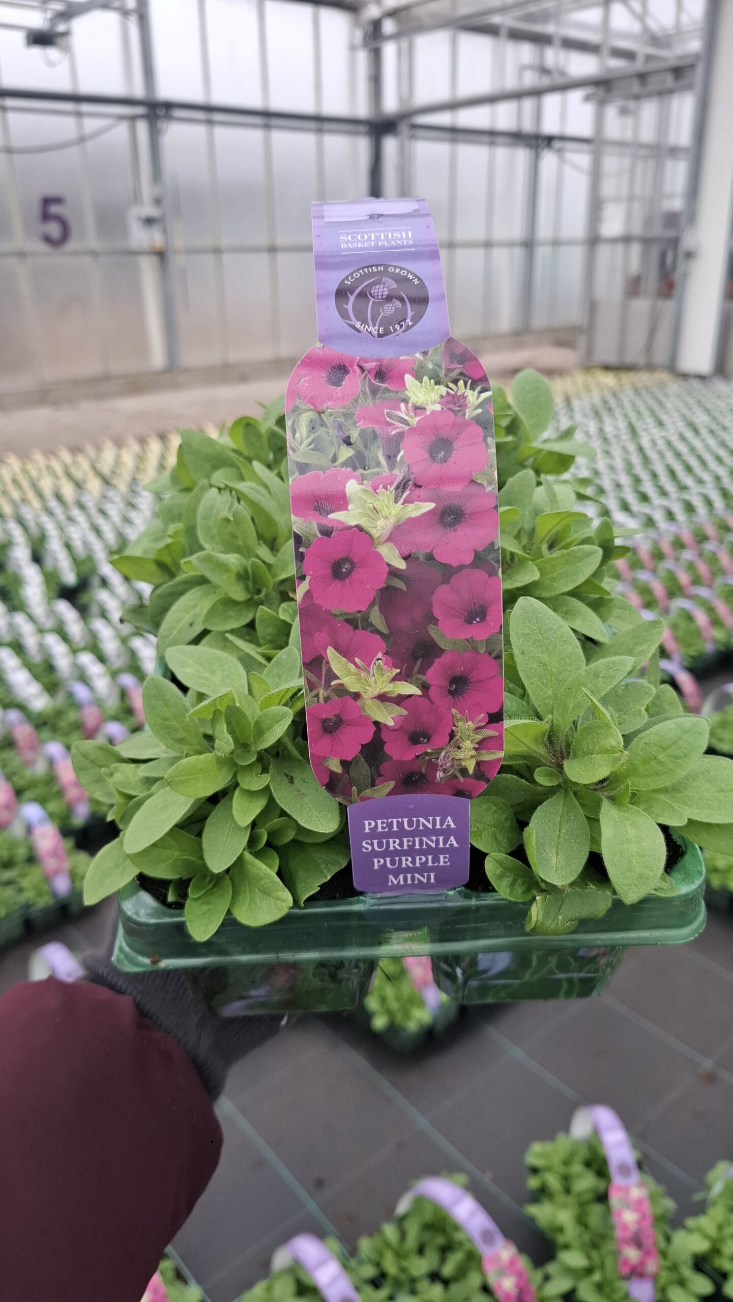 Picture of Petunia Surfinia Purple Mini