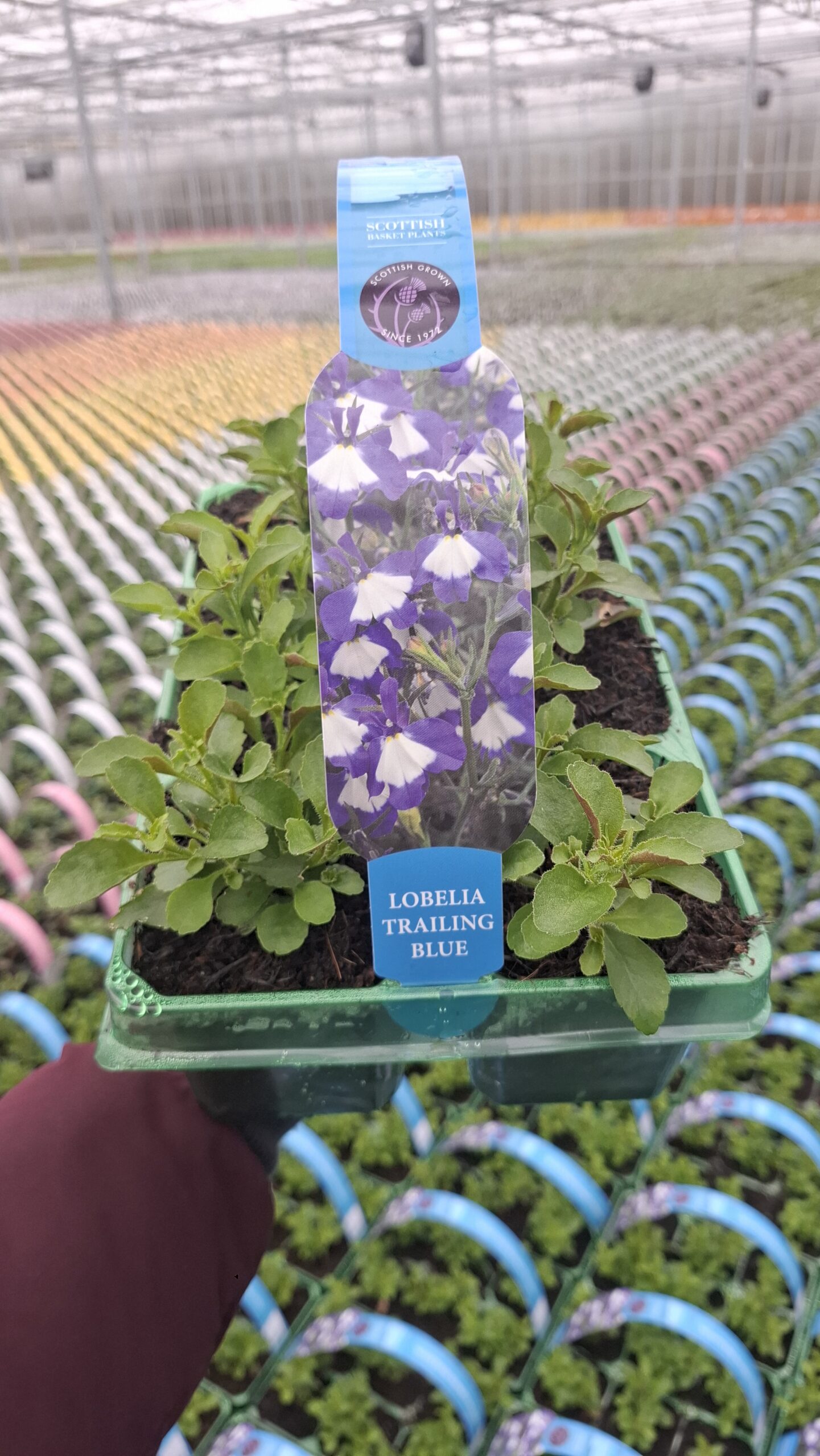 Picture of Lobelia Trailing Blue