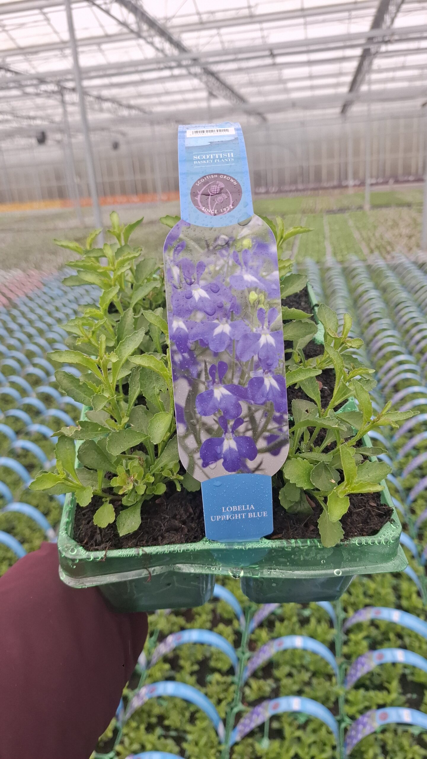 Picture of Lobelia Upright Blue
