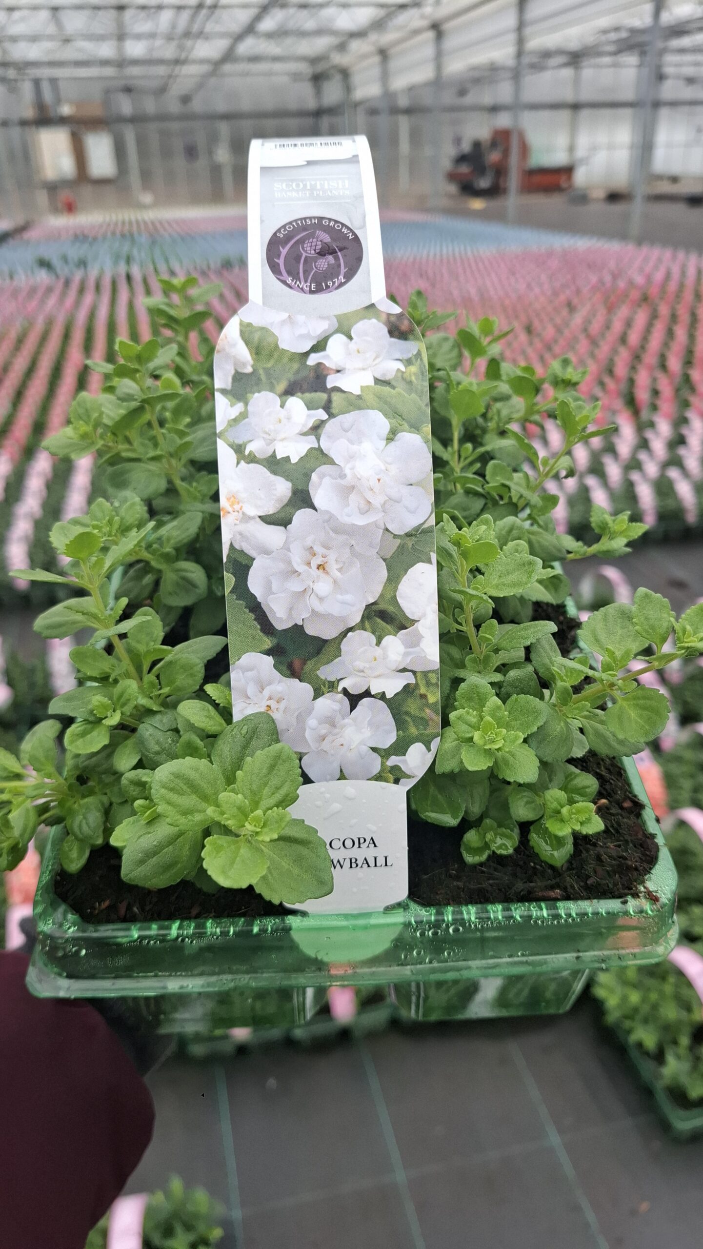 Picture of Bacopa Snowball