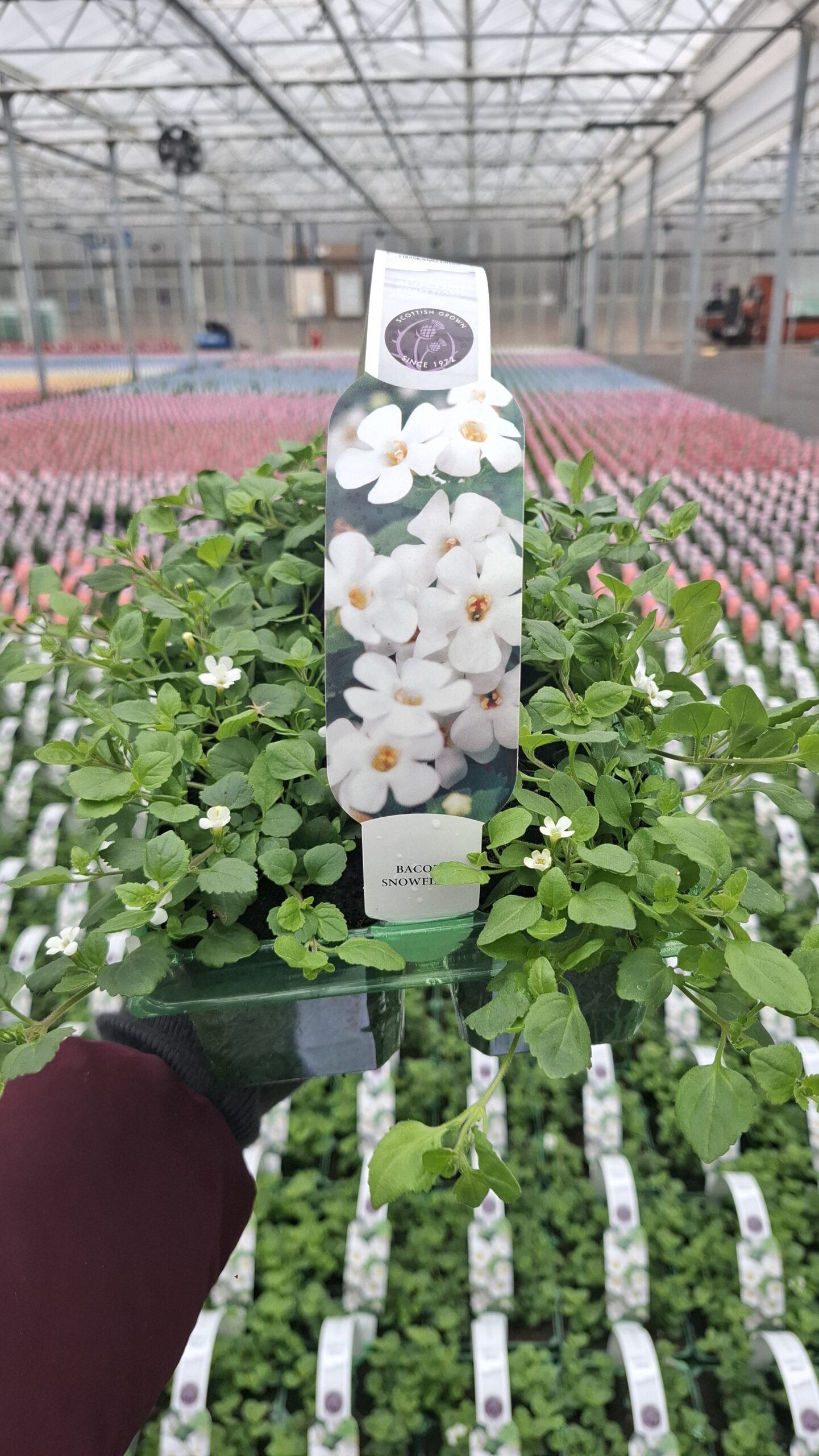 Picture of Bacopa Snowflake