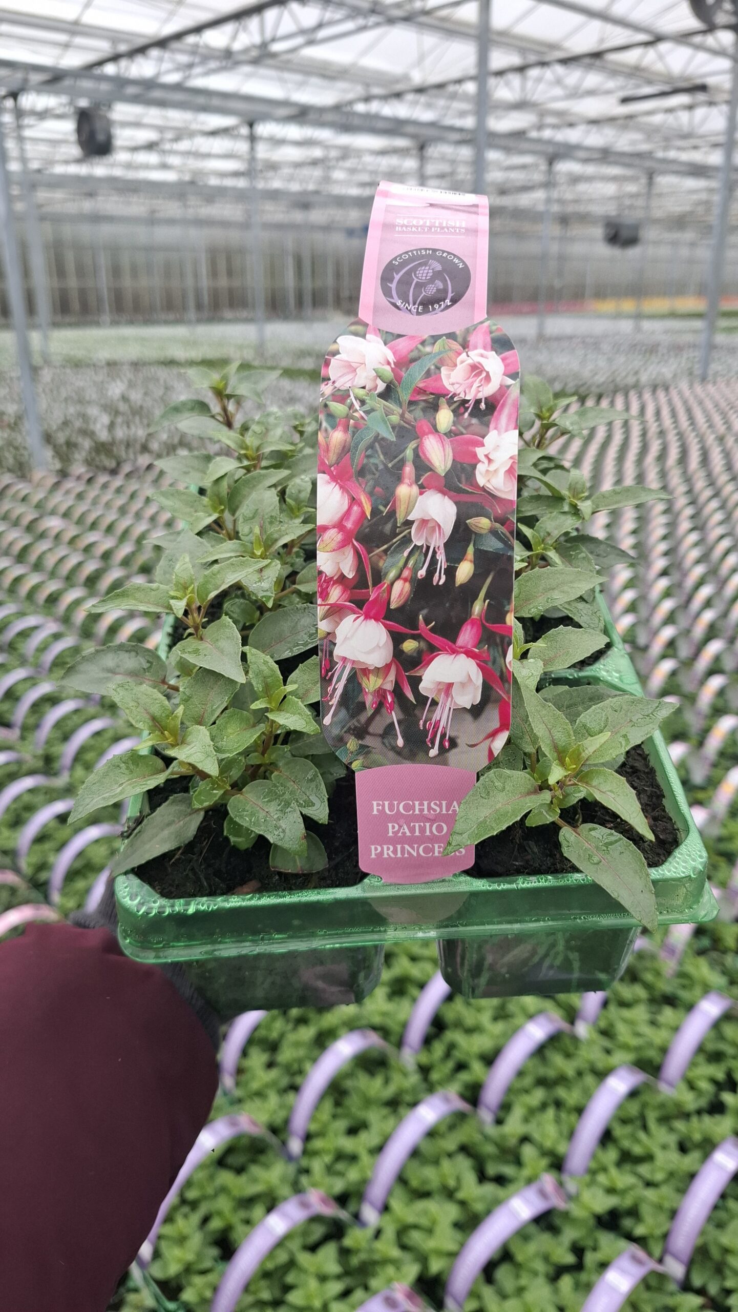 Picture of Fuchsia Patio Princess