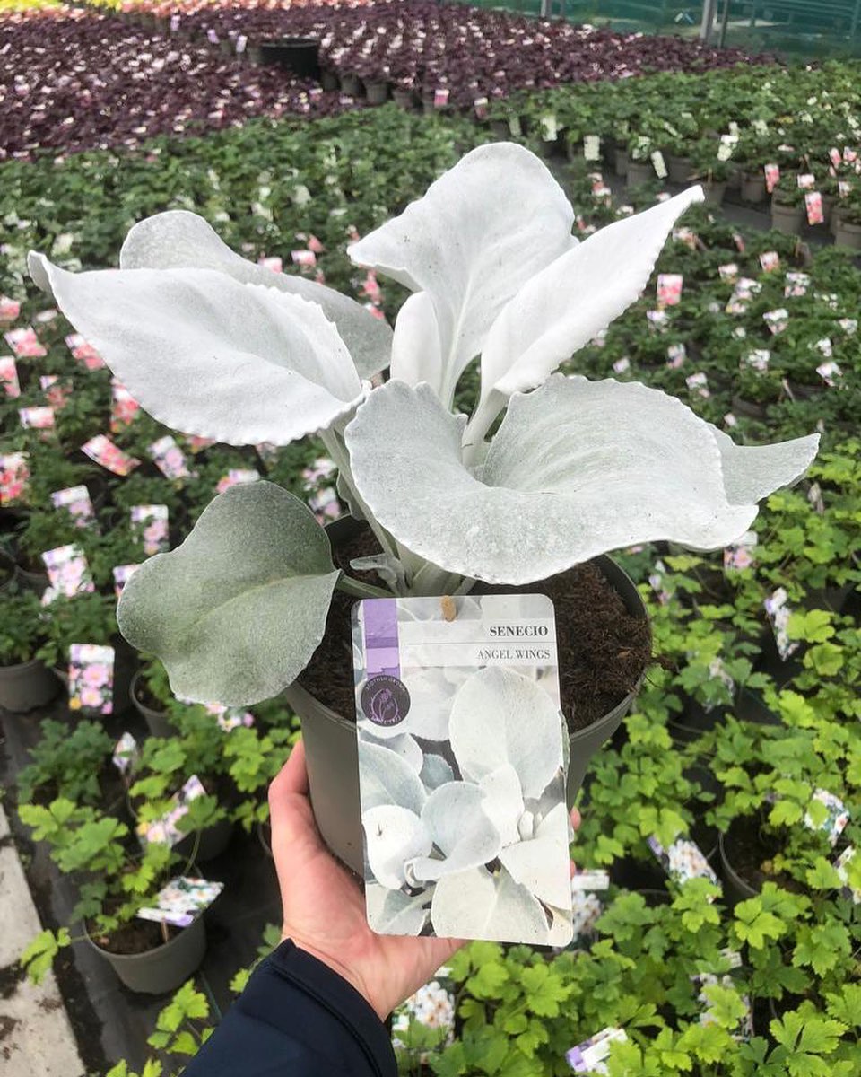 Picture of Senecio Angel Wings
