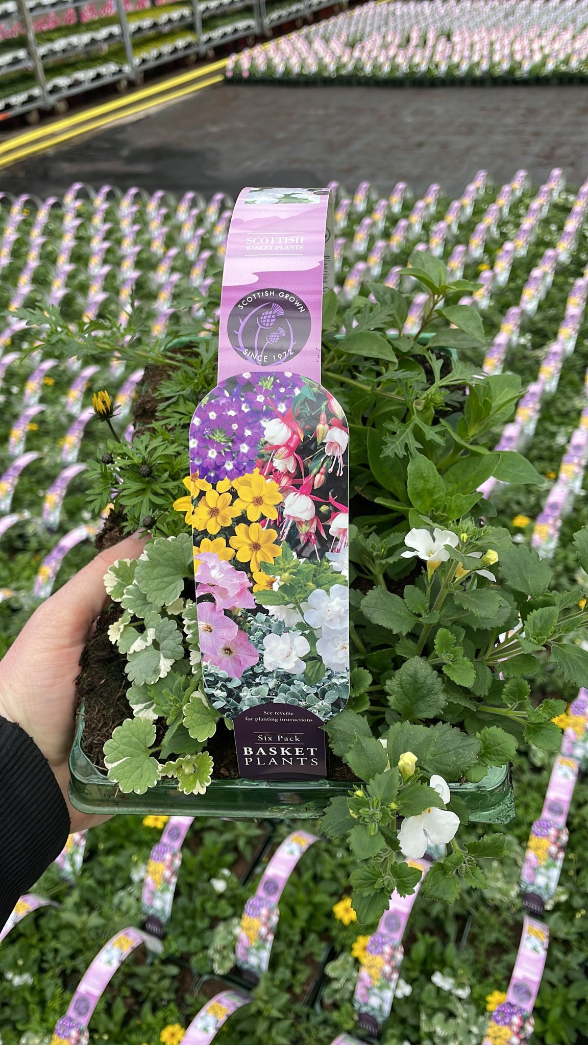 Picture of Petunia Surfinia Blue Vein