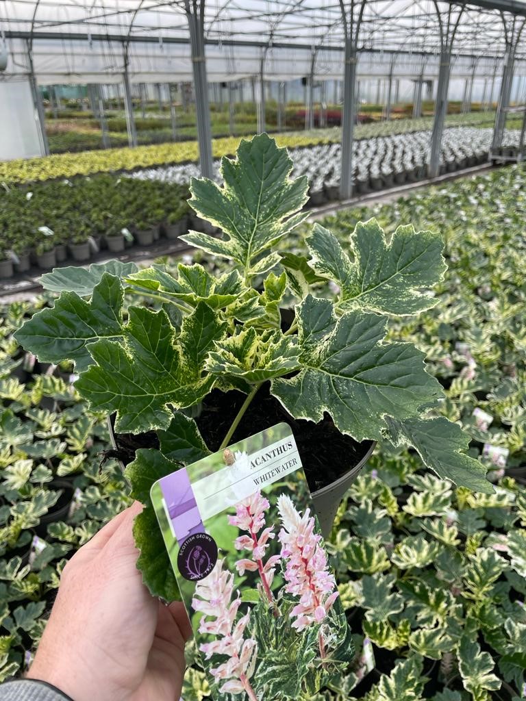 Picture of Acanthus Whitewater