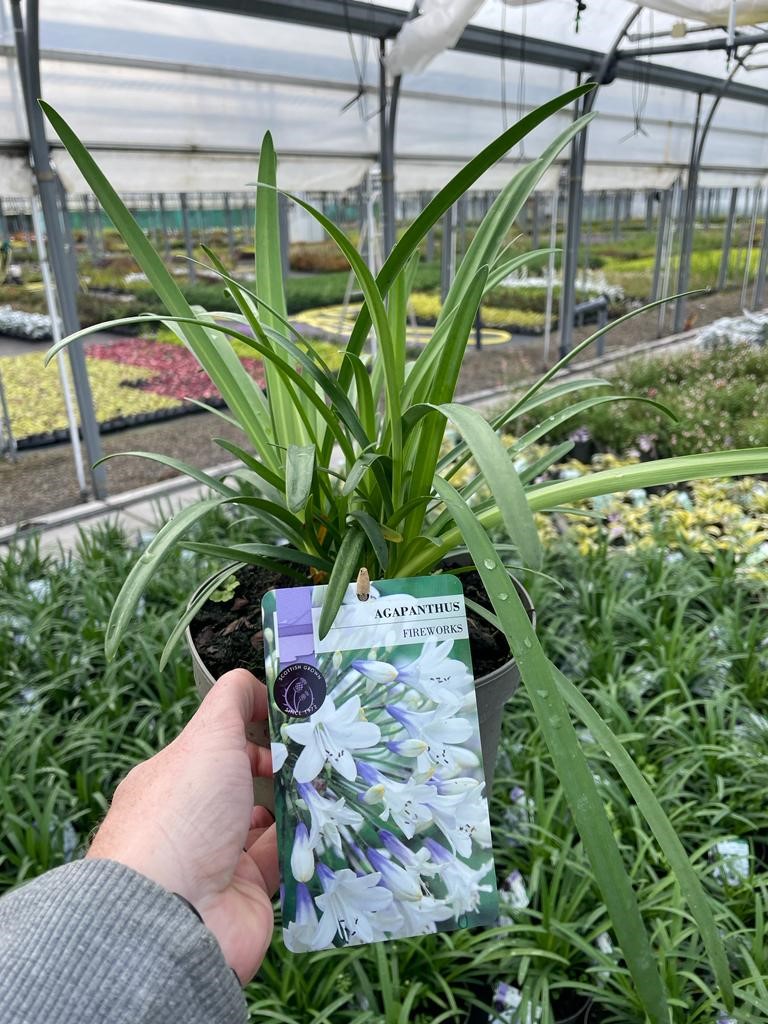 Picture of Agapanthus Fireworks