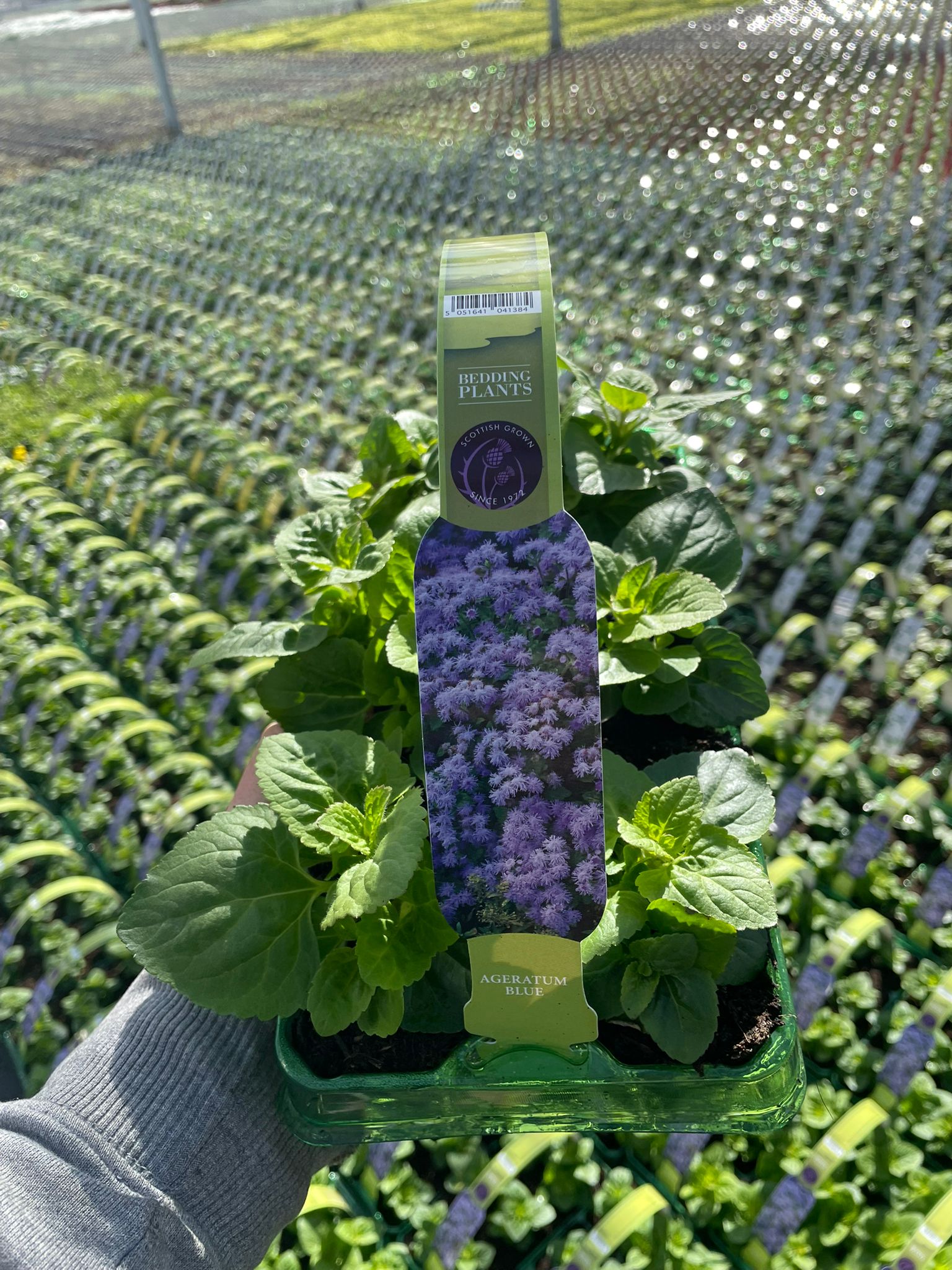 Picture of Ageratum Blue