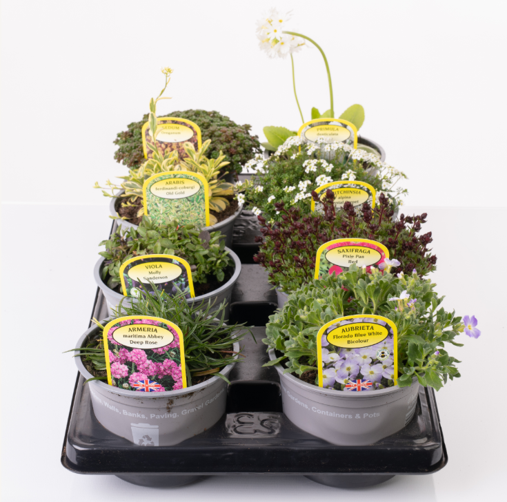 Picture of Alpines Mixed