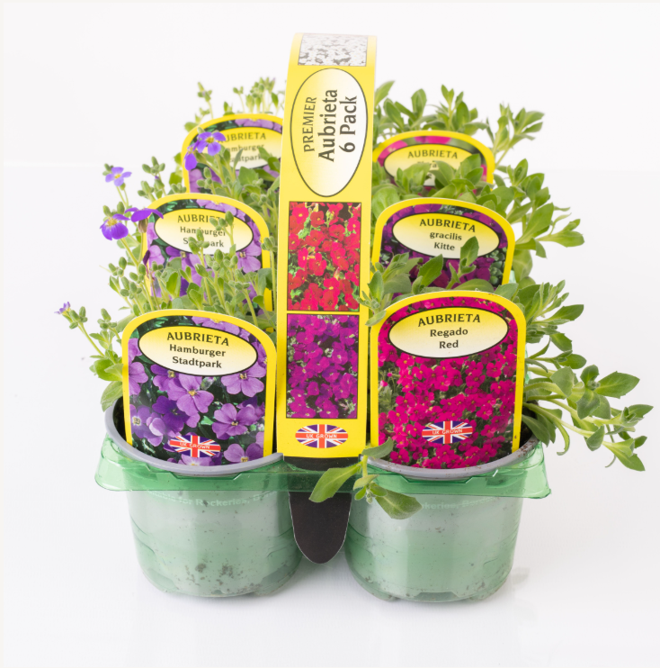 Picture of Aubrieta Carry 6 pack