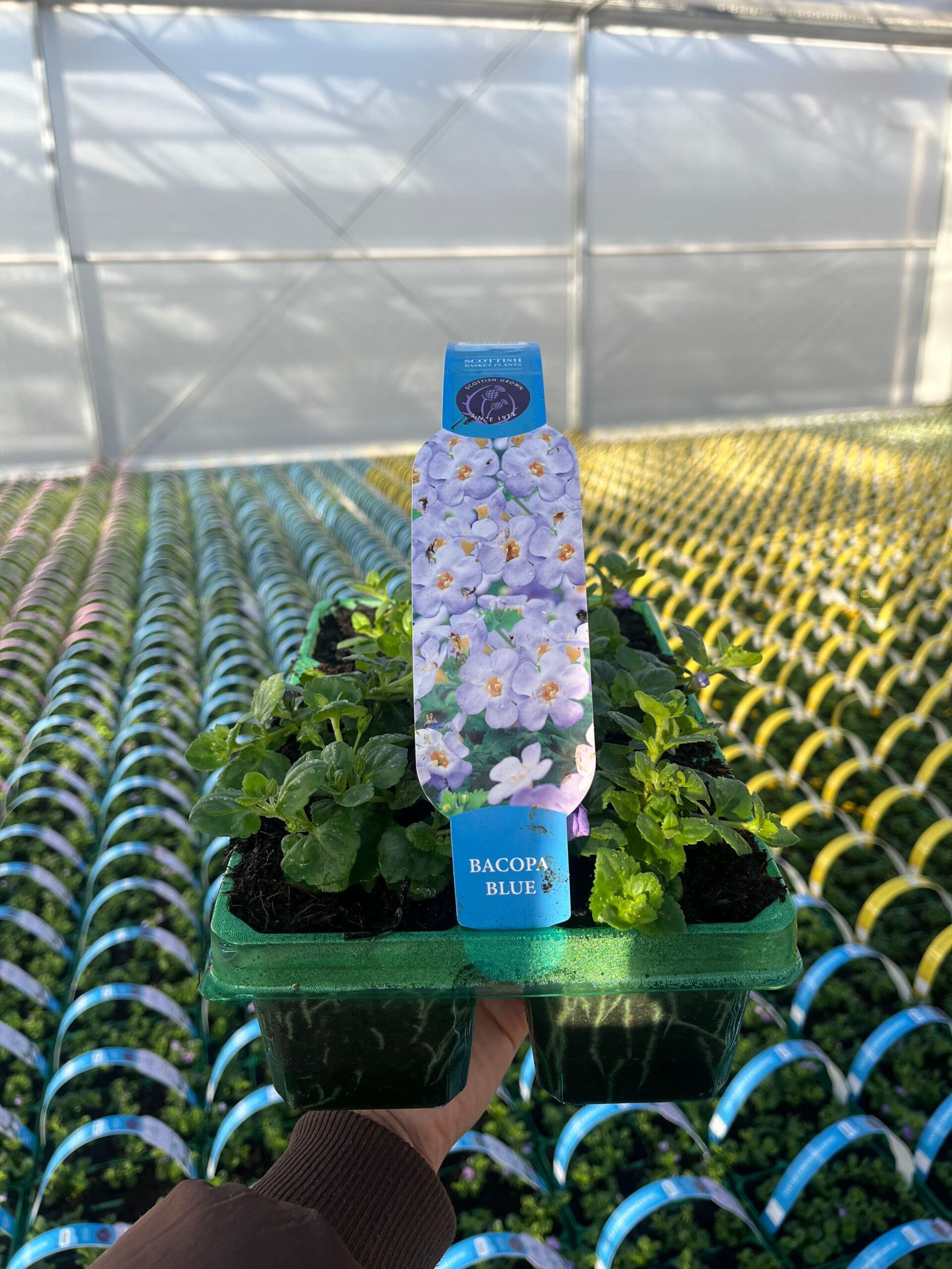 Picture of Bacopa Blue