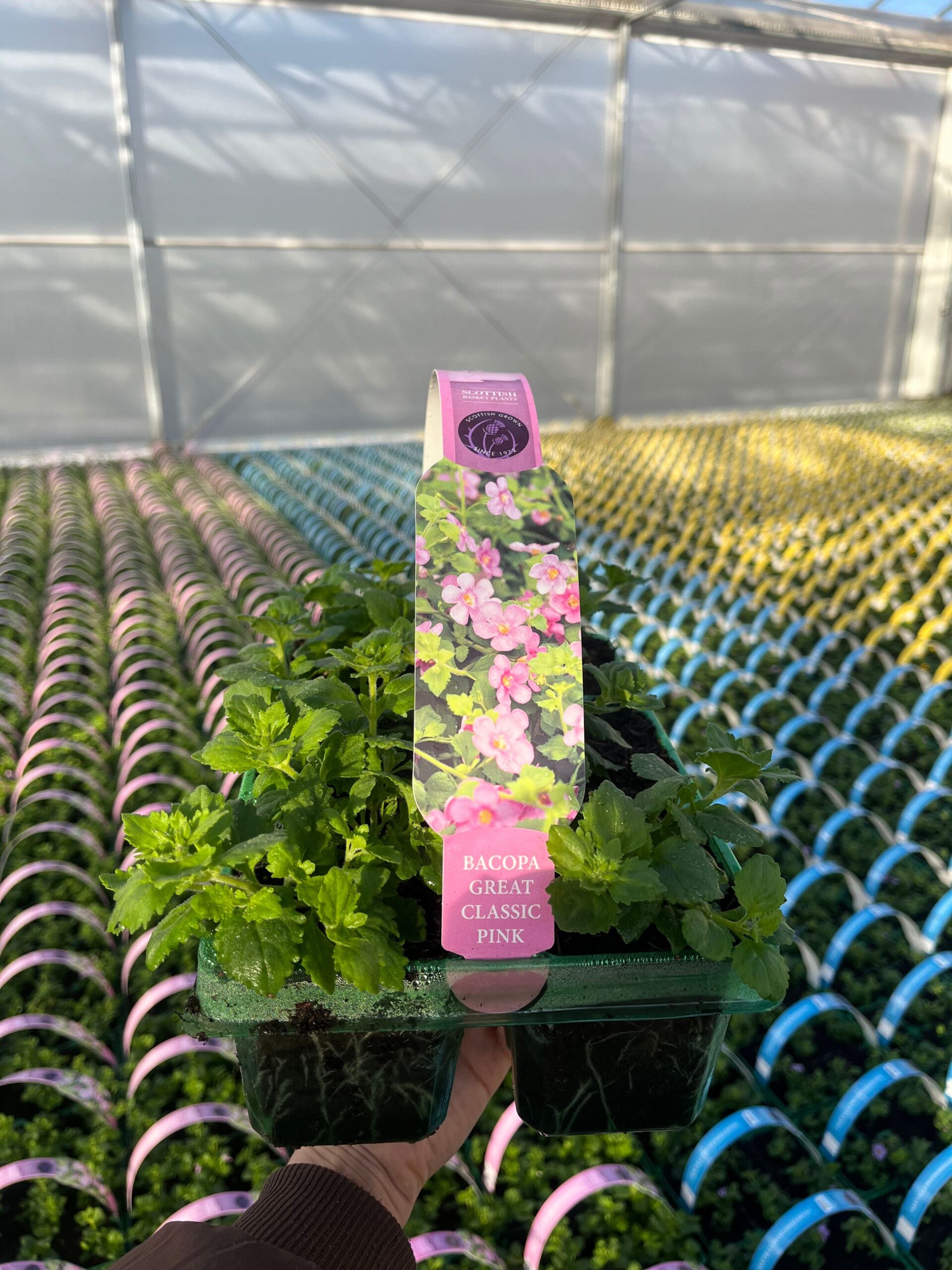 Picture of Bacopa Pink