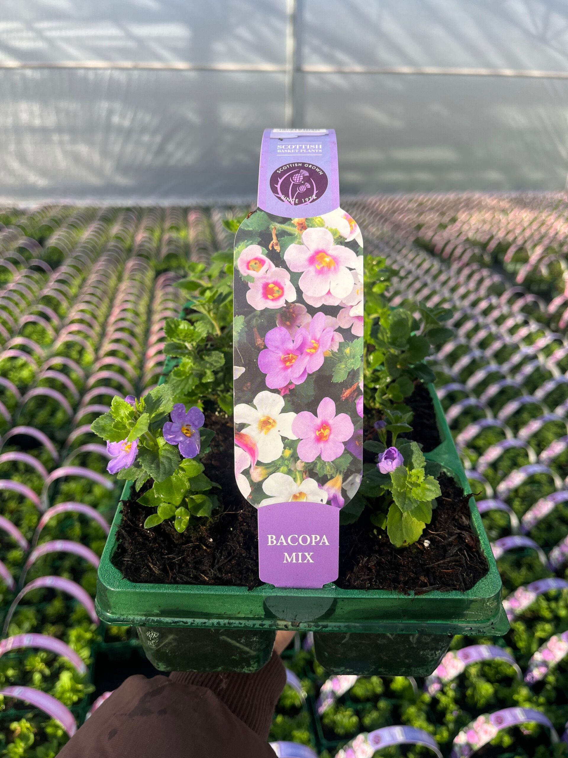 Picture of Bacopa Mix