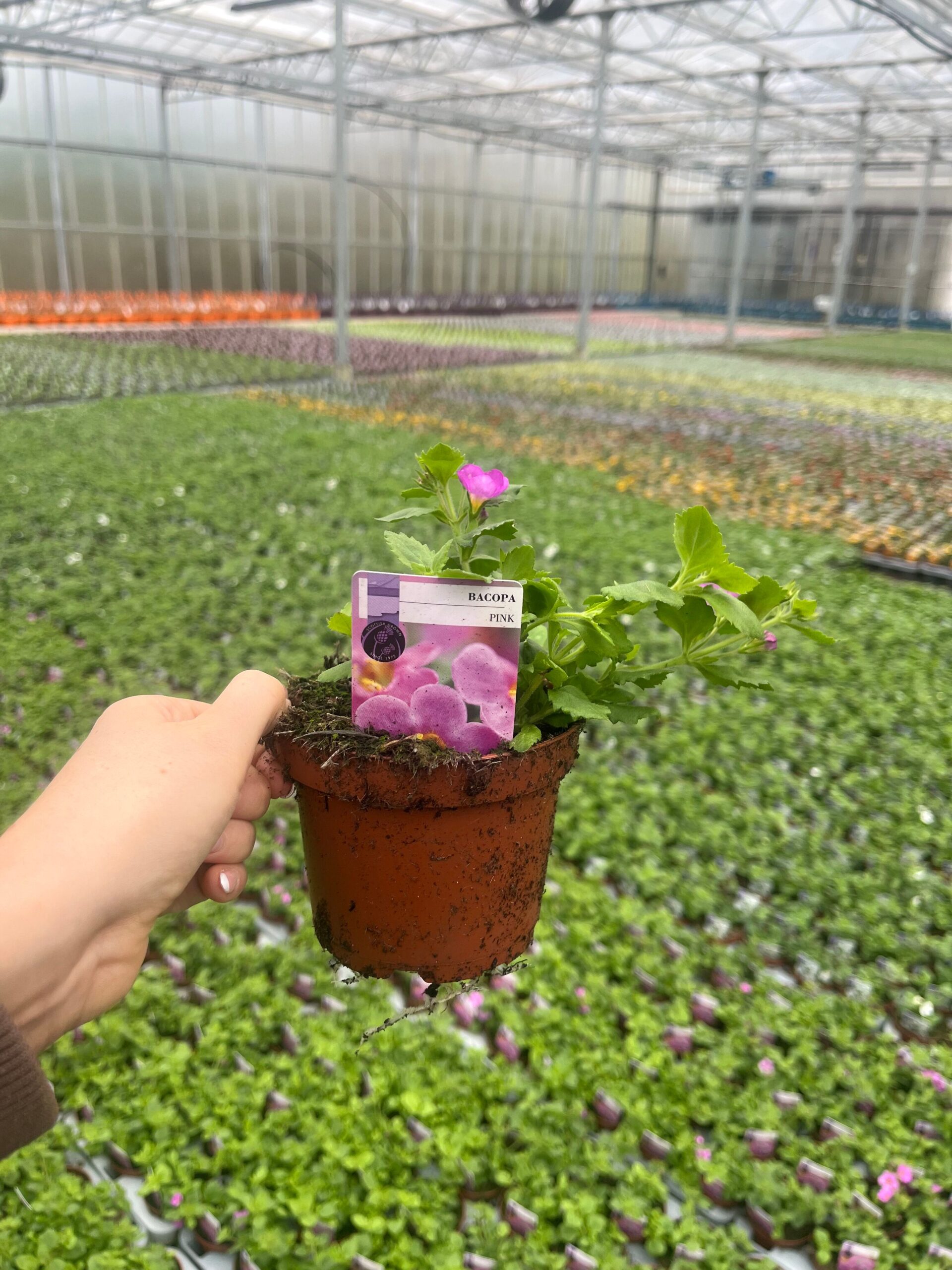 Picture of Bacopa Pink