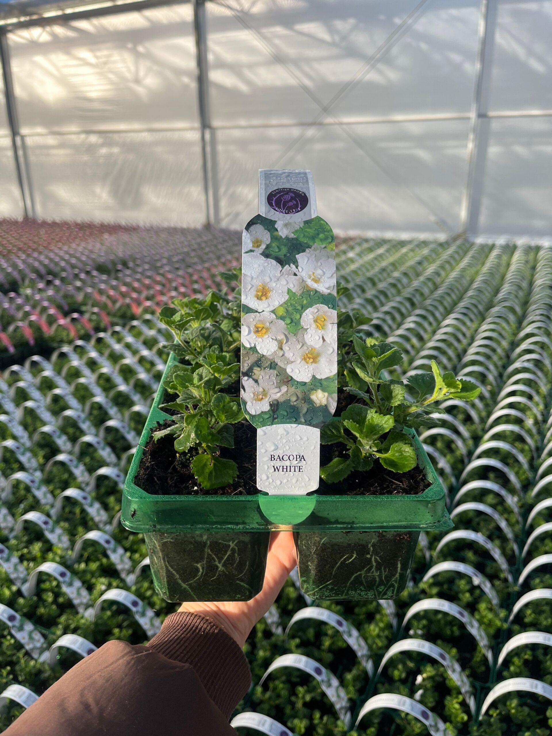 Picture of Bacopa White