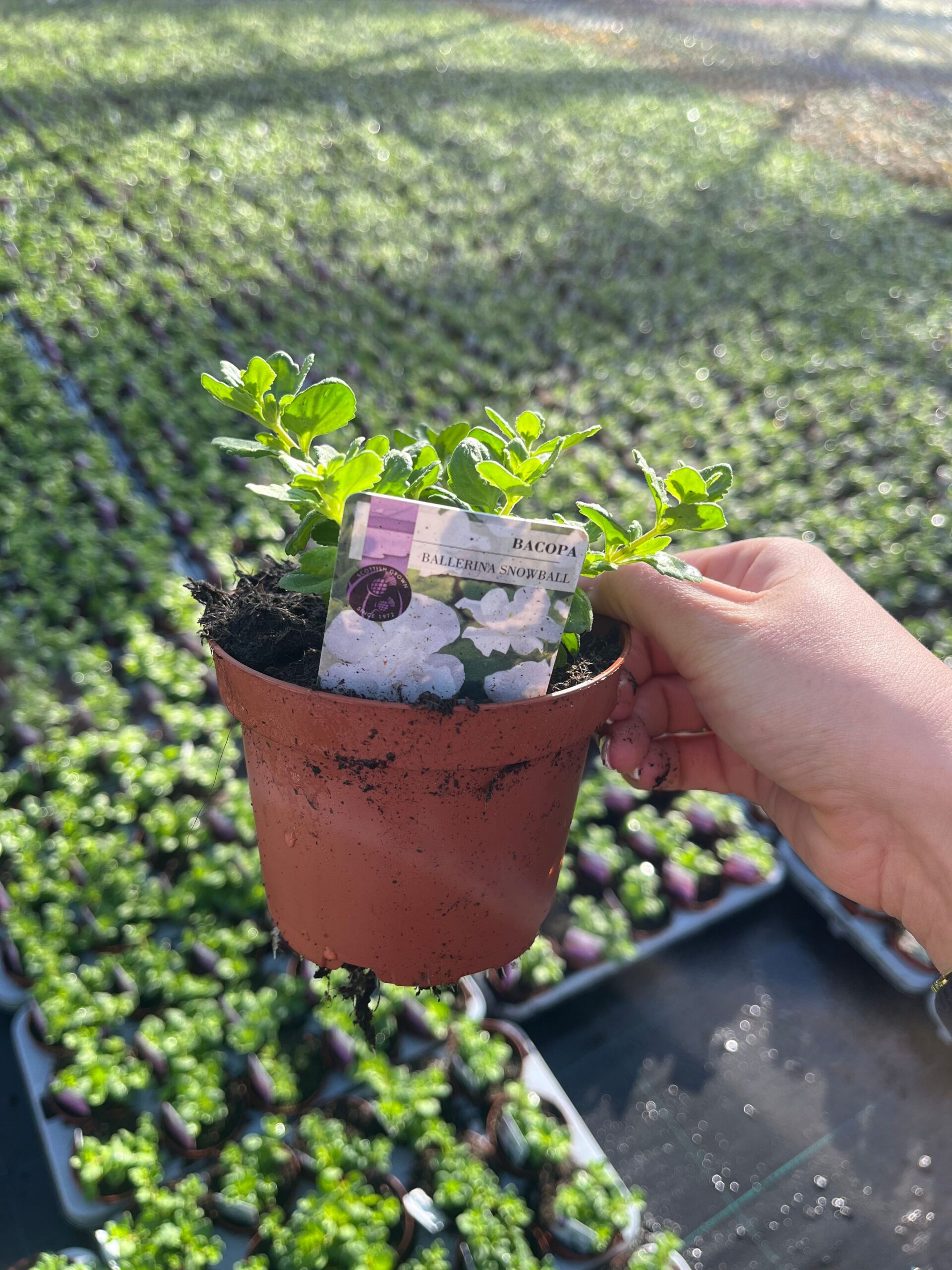 Picture of Bacopa Snowball