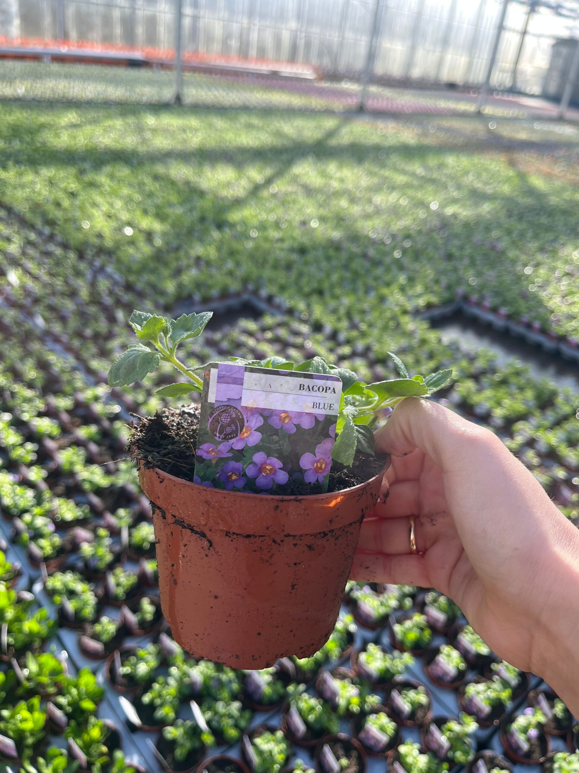 Picture of Bacopa Blue