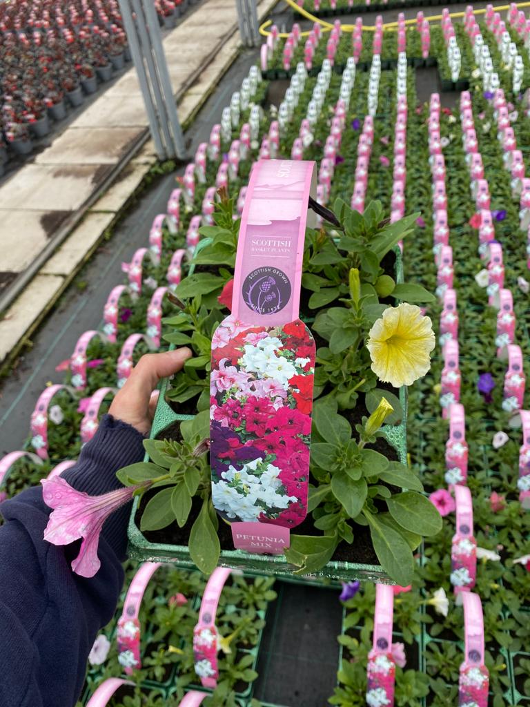 Picture of Petunia Mix