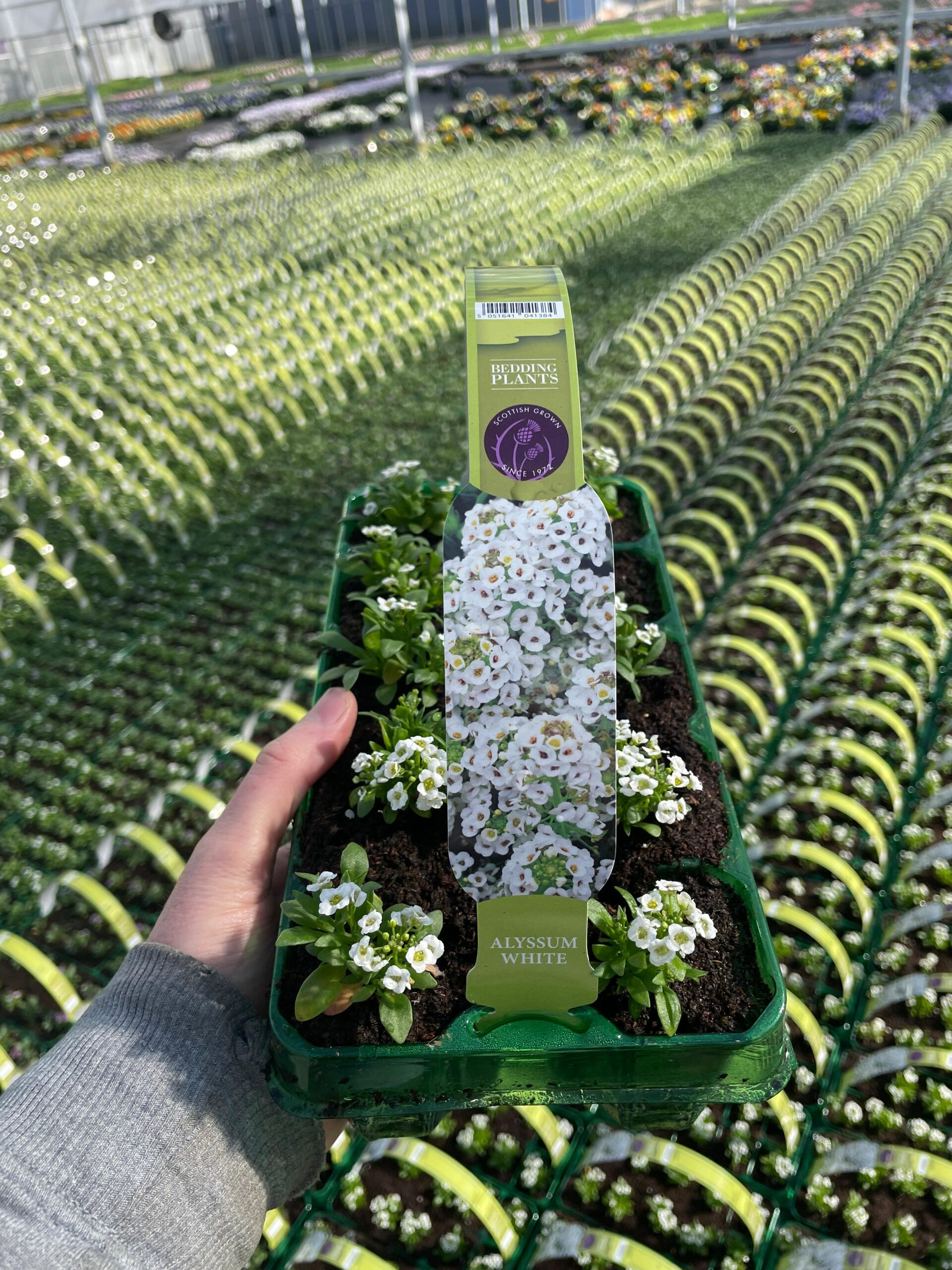 Picture of Alyssum White