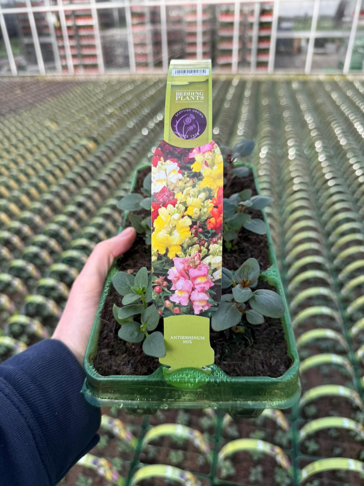 Picture of Antirrhinum Mix