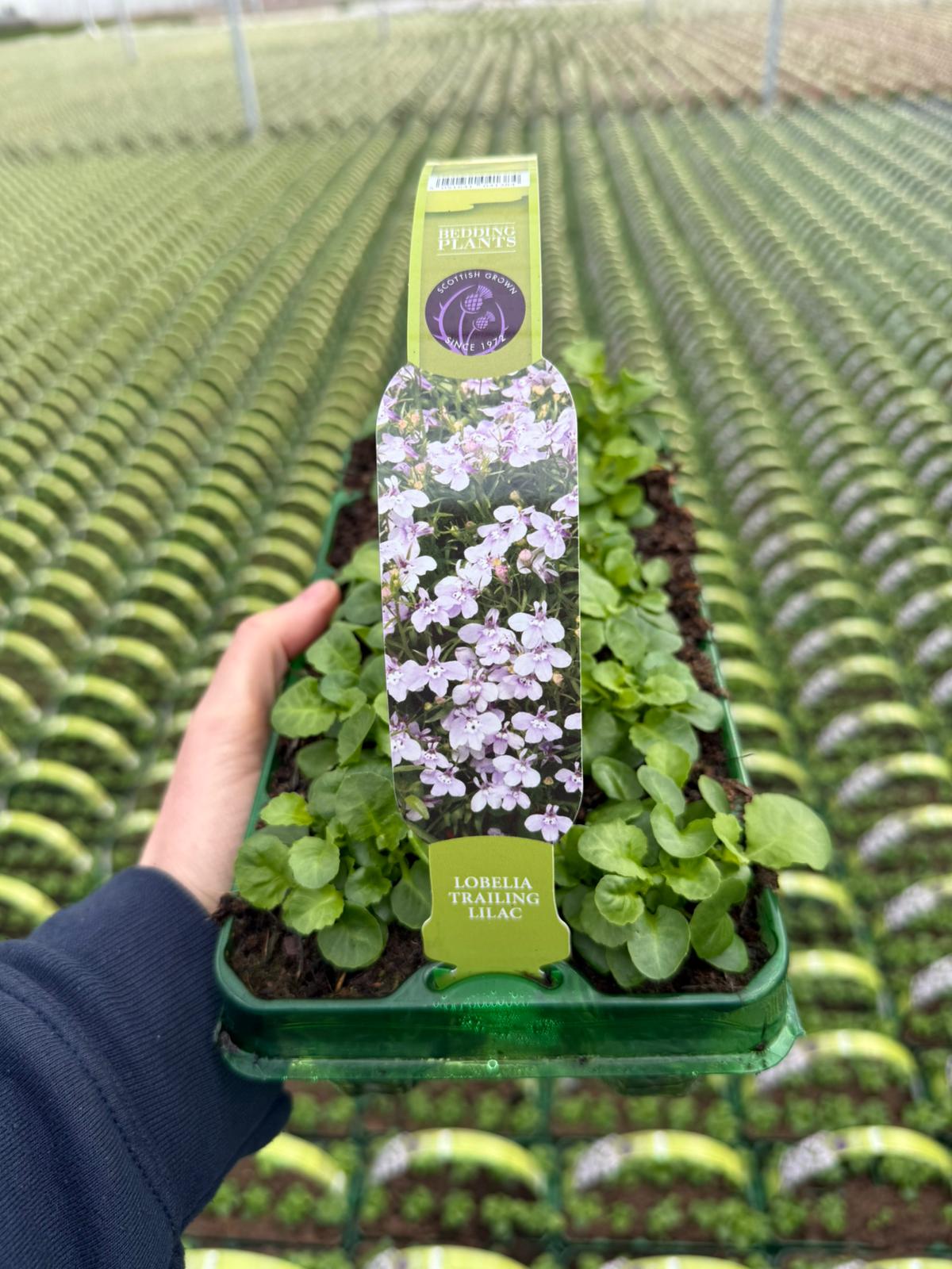 Picture of Lobelia Trailing Lilac