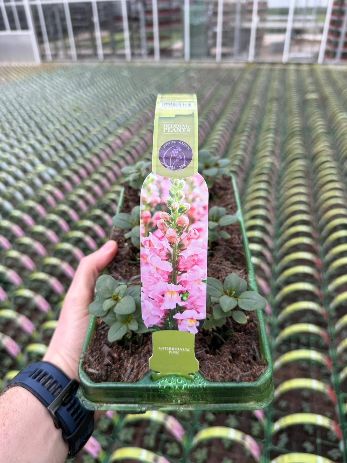 Picture of Antirrhinum Pink